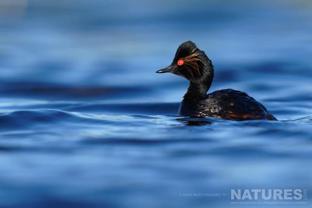 A Black Necked Grebe Floating On The Deep Blue Waters Of The Lagoon Captured At One Of The Hide Locations Used For The Natureslens Fabulous Birds Of El Taray Photography Holiday A Black-Necked Grebe Floating On Deep Blue Water, Photographed From Water Level