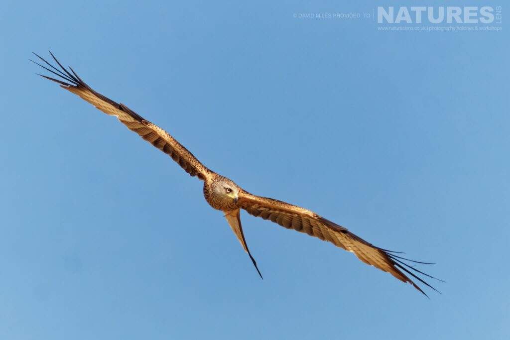 Photograph the Eagles & other birdlife of Northern Spain