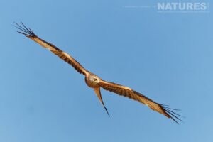 A Kite Banks In Flight Above The Areas Used For The Natureslens Eagles Other Birdlife Of Northern Spain Photography Holiday