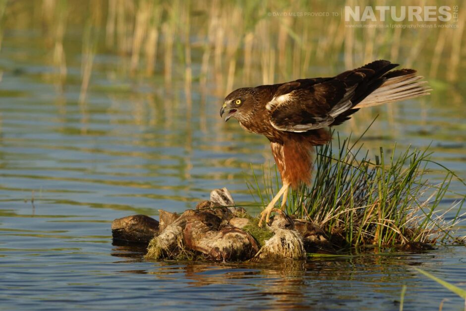 A Marsh Harrier On One Of The Ponds At The Estate Captured At One Of The Hide Locations Used For The Natureslens Fabulous Birds Of El Taray Photography Holiday