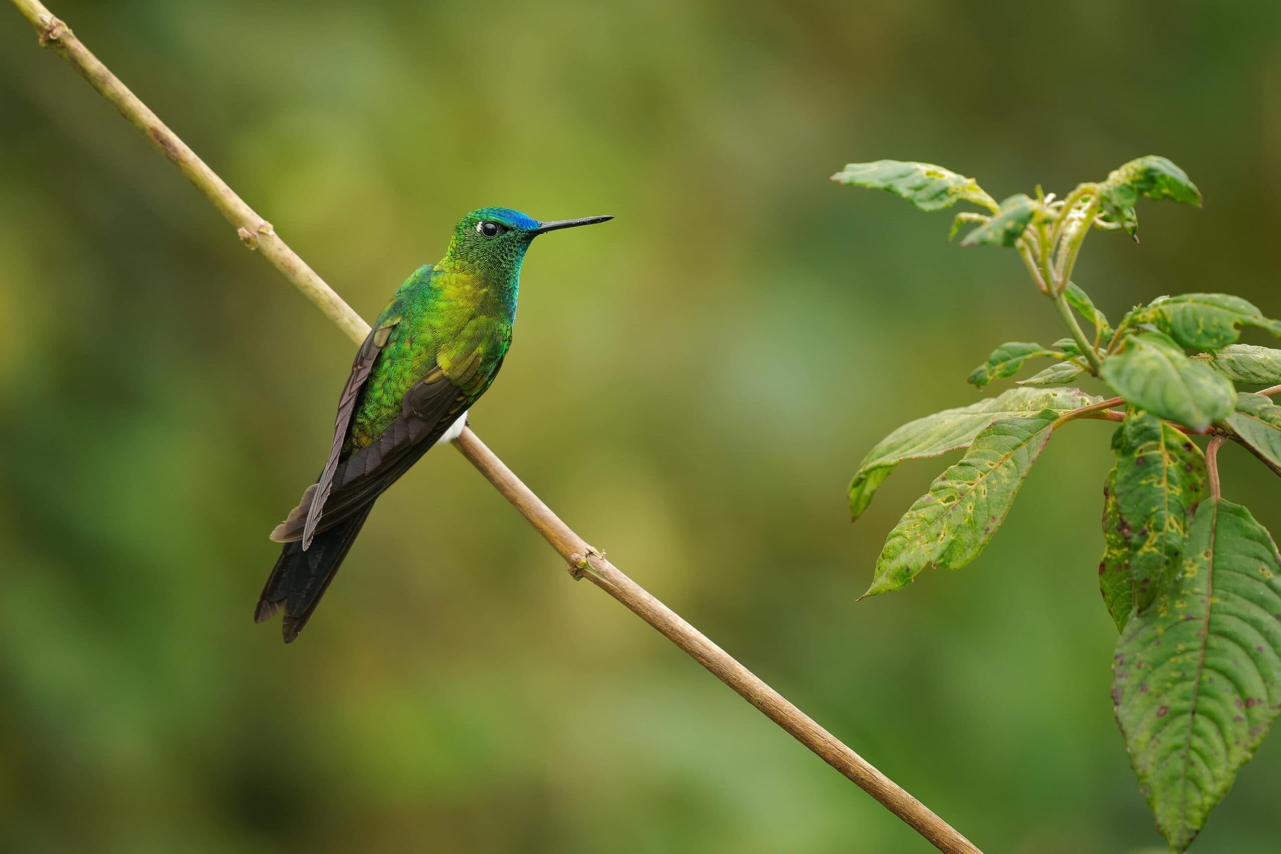 An image typical of those that you should be able to capture during our Birds of Peru photography holiday 