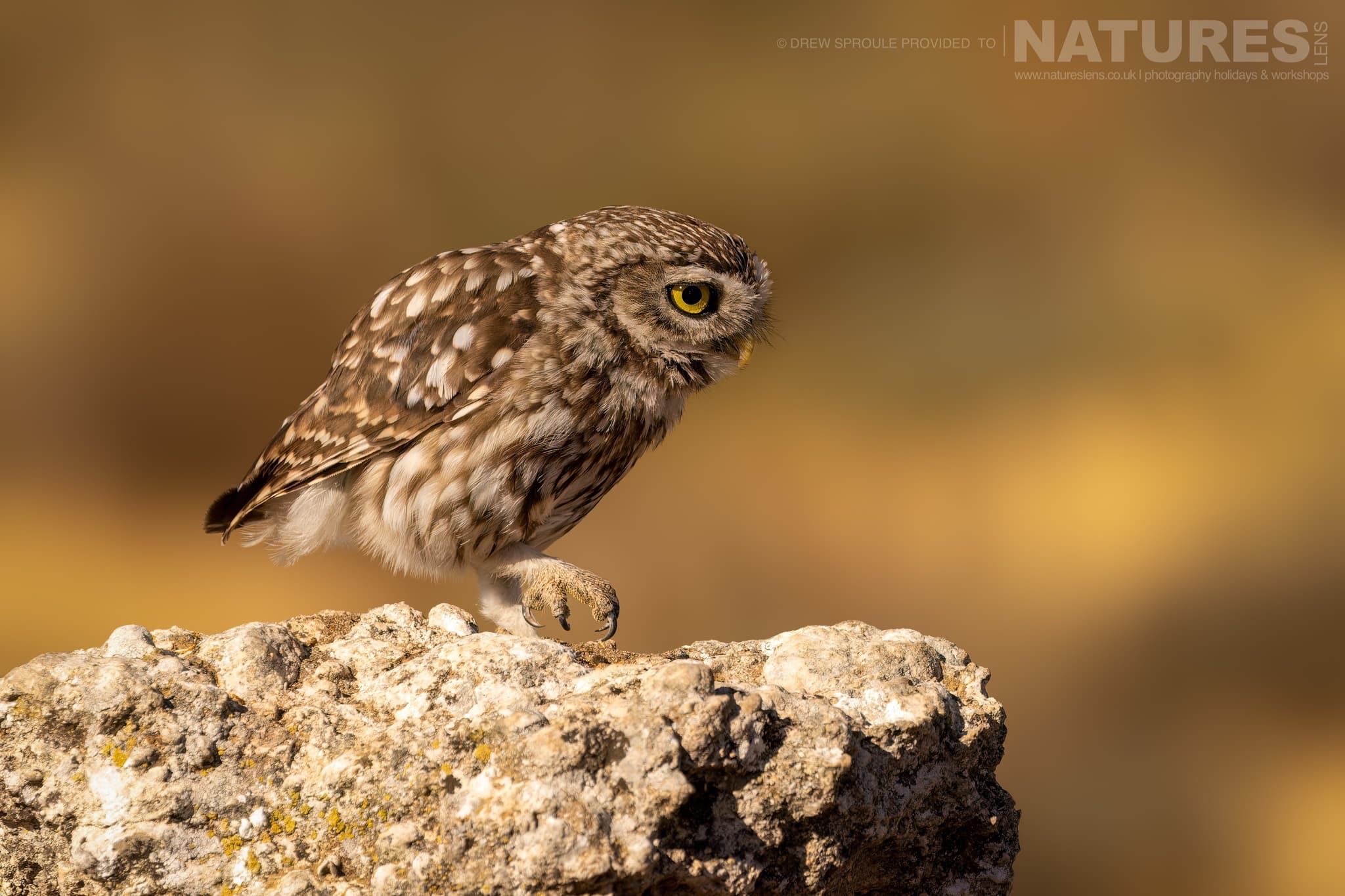 A Striding Little Owl Typical Of The Type Of Image You Will Have Opportunities To Capture During Our Birds Of Toledo Photography Holiday