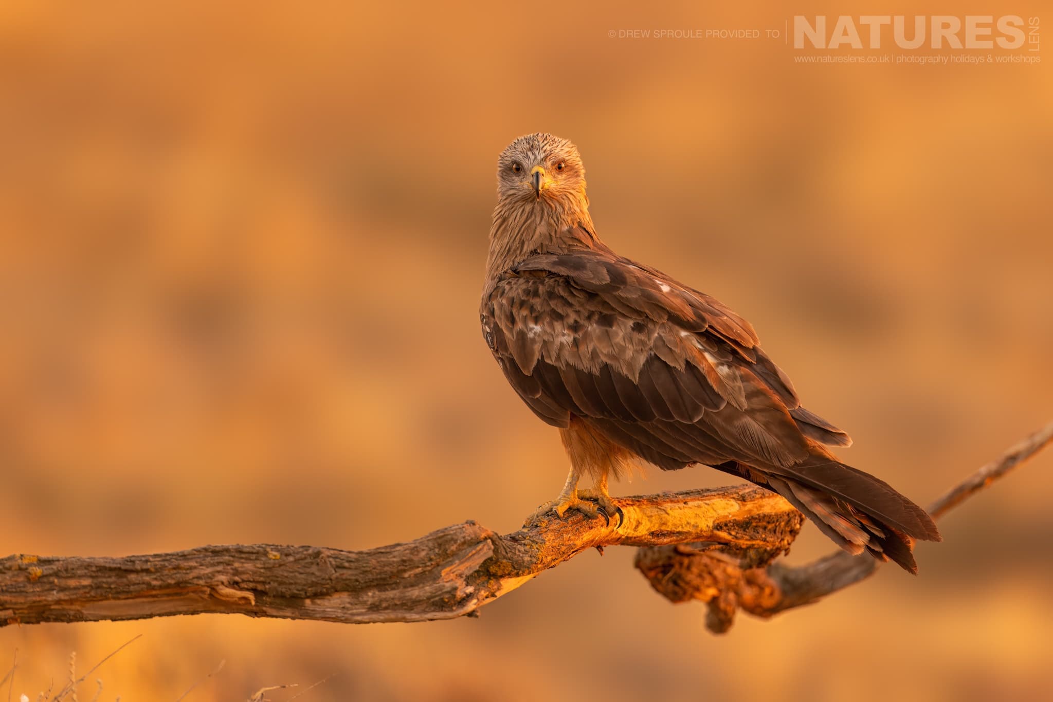 One Of The Many Black Kites Photographed During The Golden Hour Typical Of The Type Of Image You Will Have Opportunities To Capture During Our Birds Of Toledo Photography Holiday