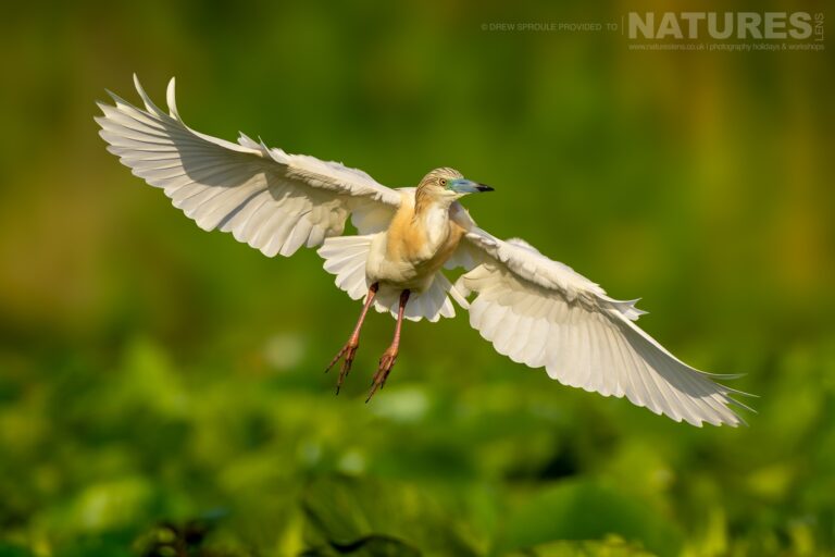 Birds Of The Danube Delta
