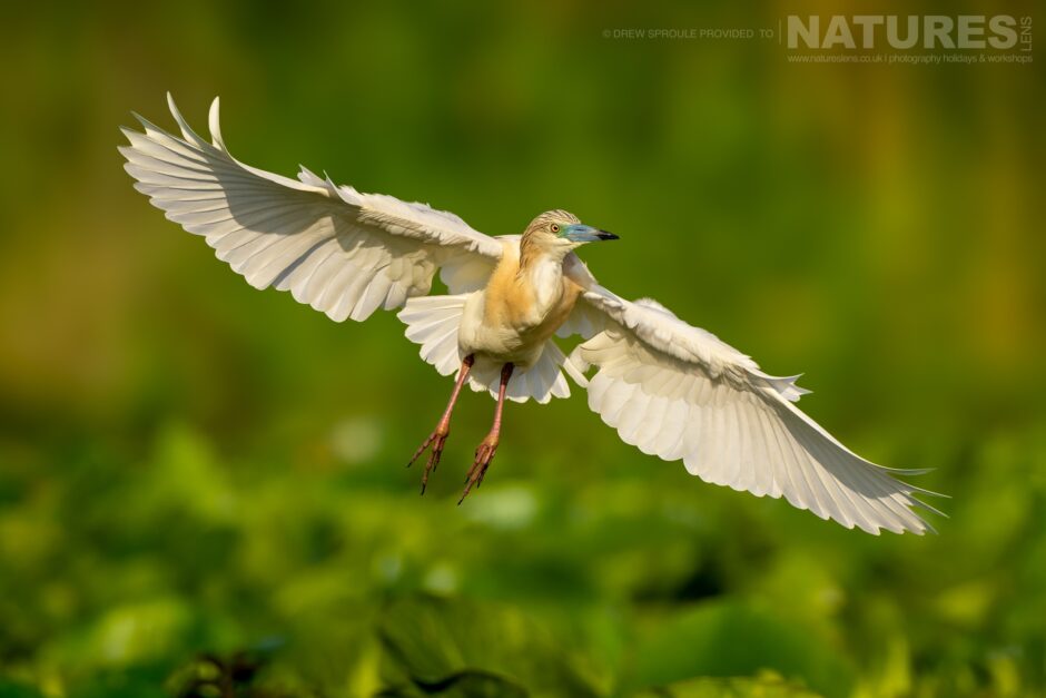 A Squacco Heron Takes Flight Typical Of The Kind Of Image You Will Capture During The Danube Delta Bird Photography Trip