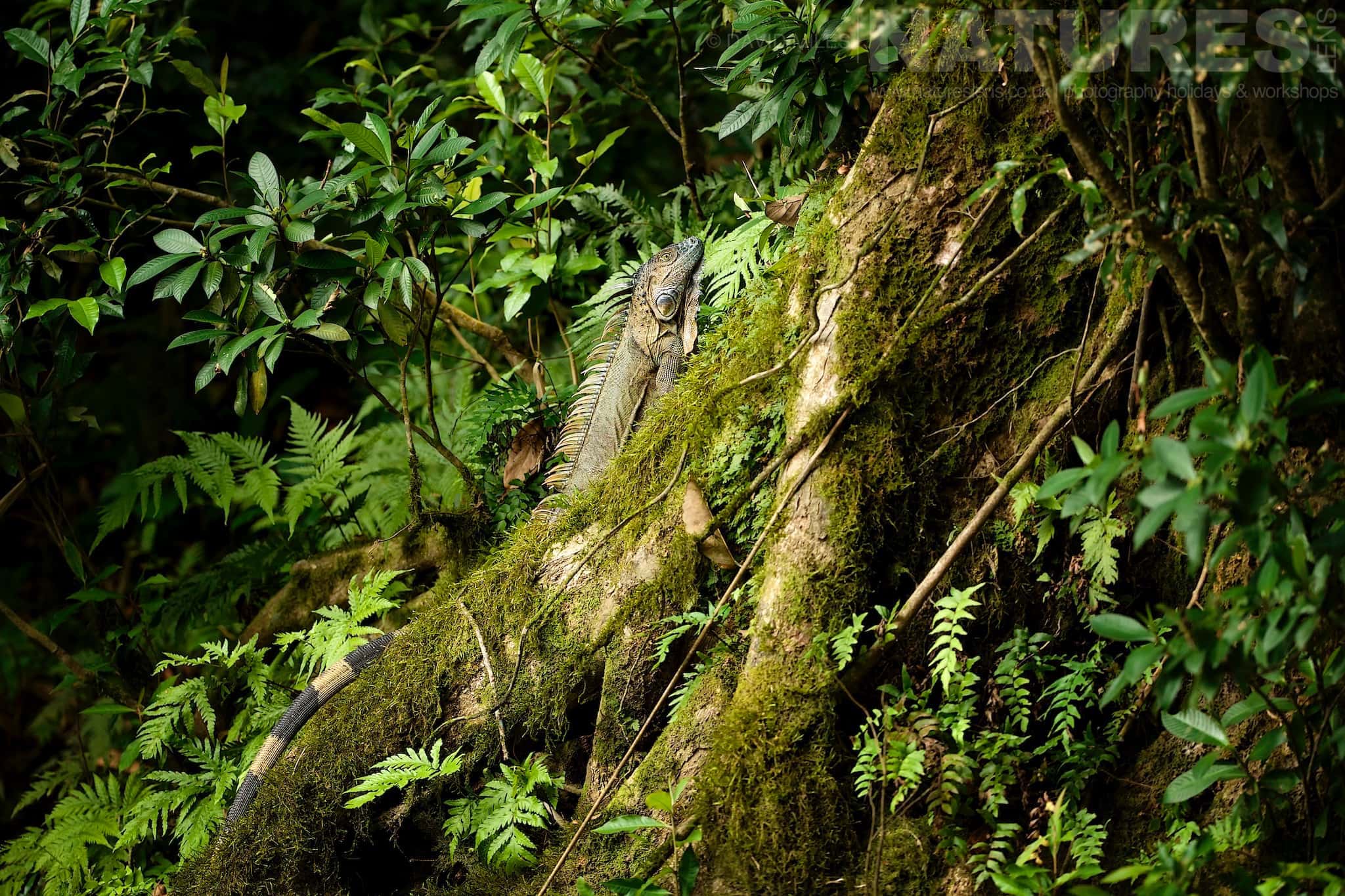 A Basilisk Camouflaged In Its Environment Typical Of The Kind Of Image We Hope You Will Capture During Our Costa Rican Wildlife Photography Holiday