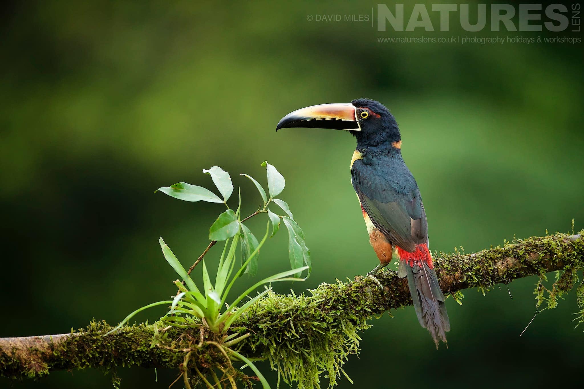 A Collared Aracari Typical Of The Kind Of Image We Hope You Will Capture During Our Costa Rican Wildlife Photography Holiday