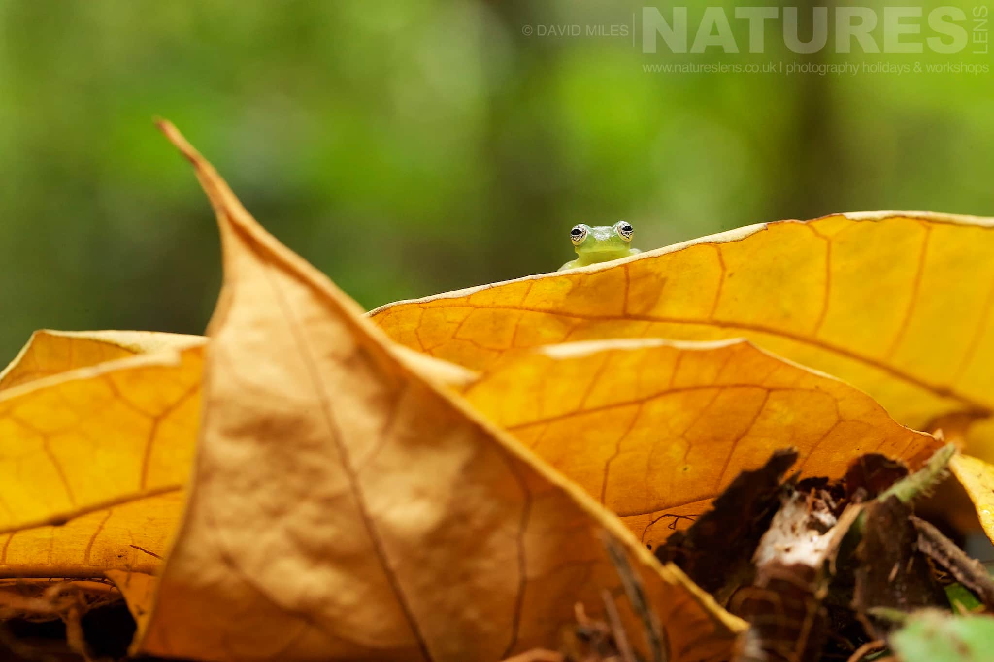 A Ghost Glass Frog Peering Over A Yellow Leaf Typical Of The Kind Of Image We Hope You Will Capture During Our Costa Rican Wildlife Photography Holiday