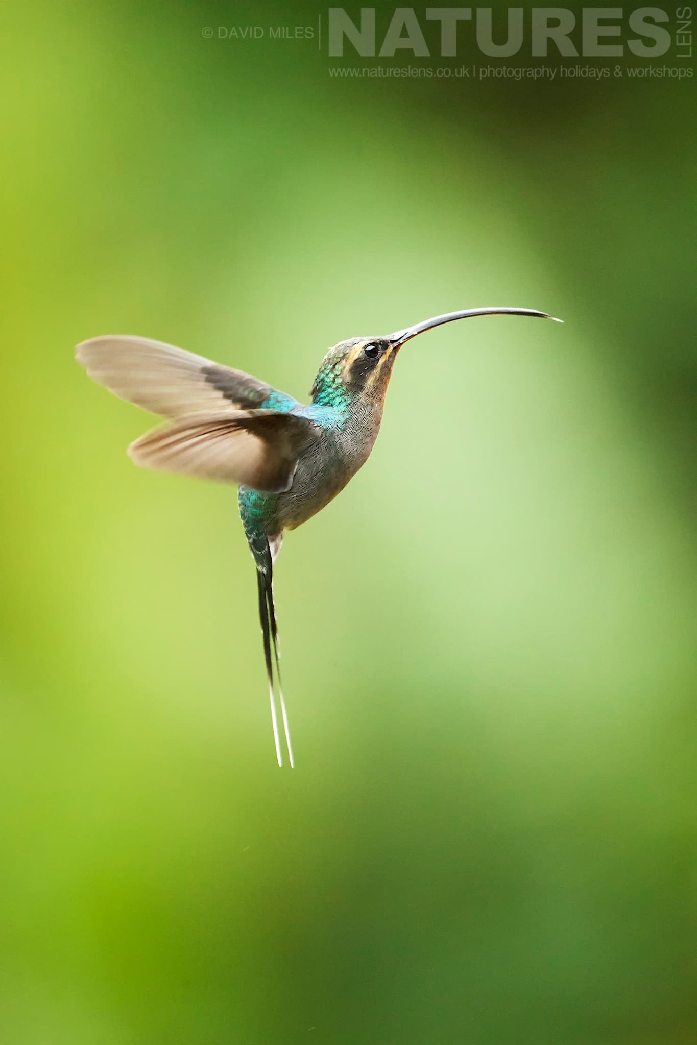 A Portrait Of A Green Hermit Hummingbird Typical Of The Kind Of Image We Hope You Will Capture During Our Costa Rican Wildlife Photography Holiday
