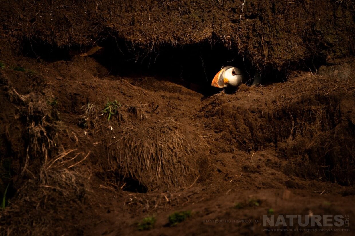 A Puffin Peers From It's Burrow This Image Was Captured By Ian Roberts During A Natureslens Photography Holiday