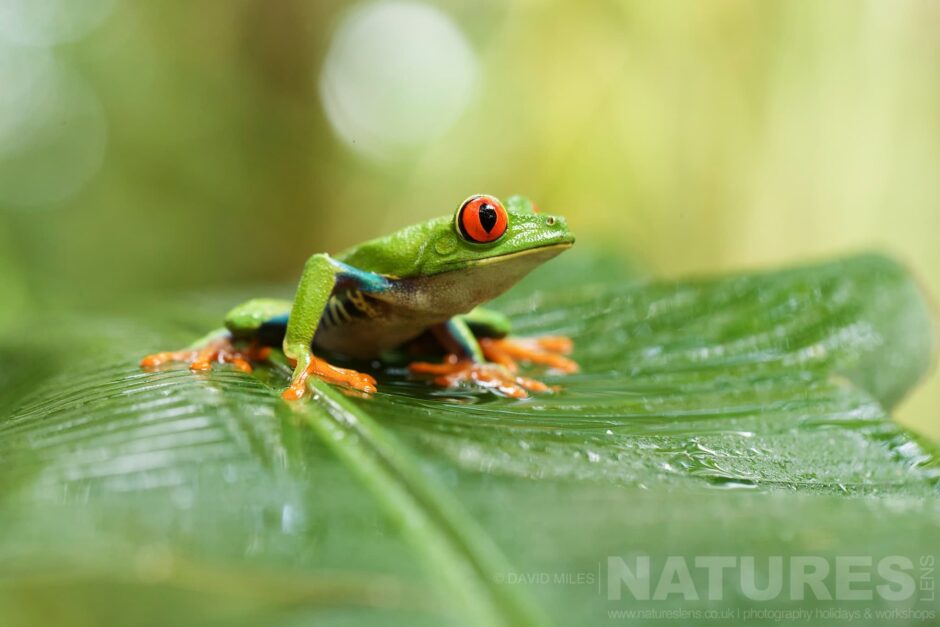 A Red Eyed Tree Frog Sat On A Leaf In The Jungle Typical Of The Kind Of Image We Hope You Will Capture During Our Costa Rican Wildlife Photography Holiday