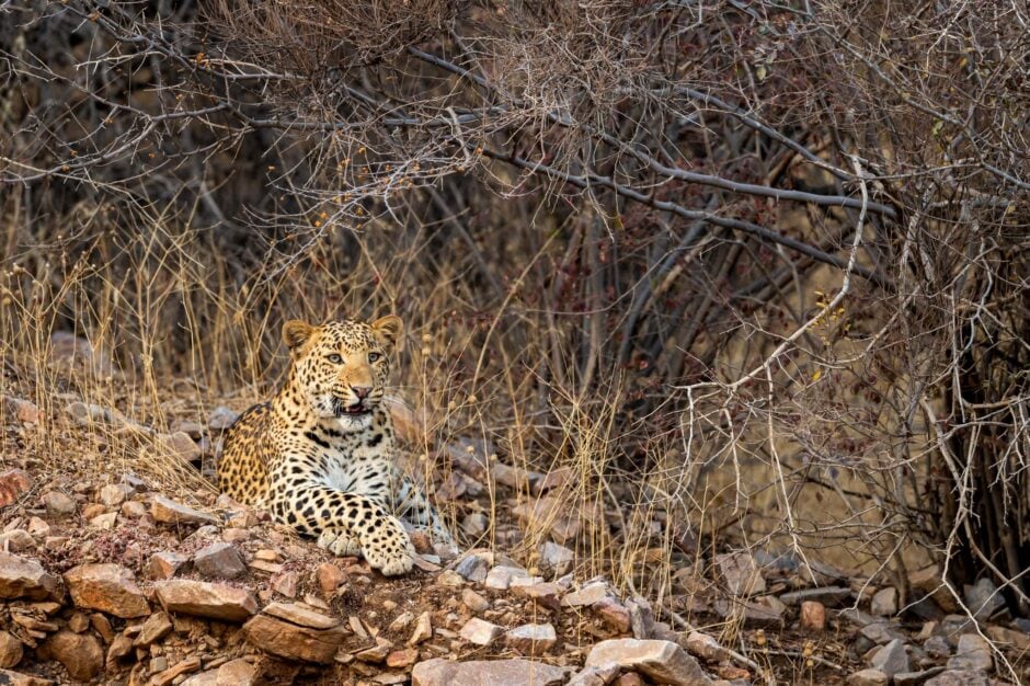 An Image Of An Alert Male Leopard Typical Of Those Which We Hope You Will Have Opportunities To Capture During The Indian Leopards Of Jaipur Wildlife Photography Holiday