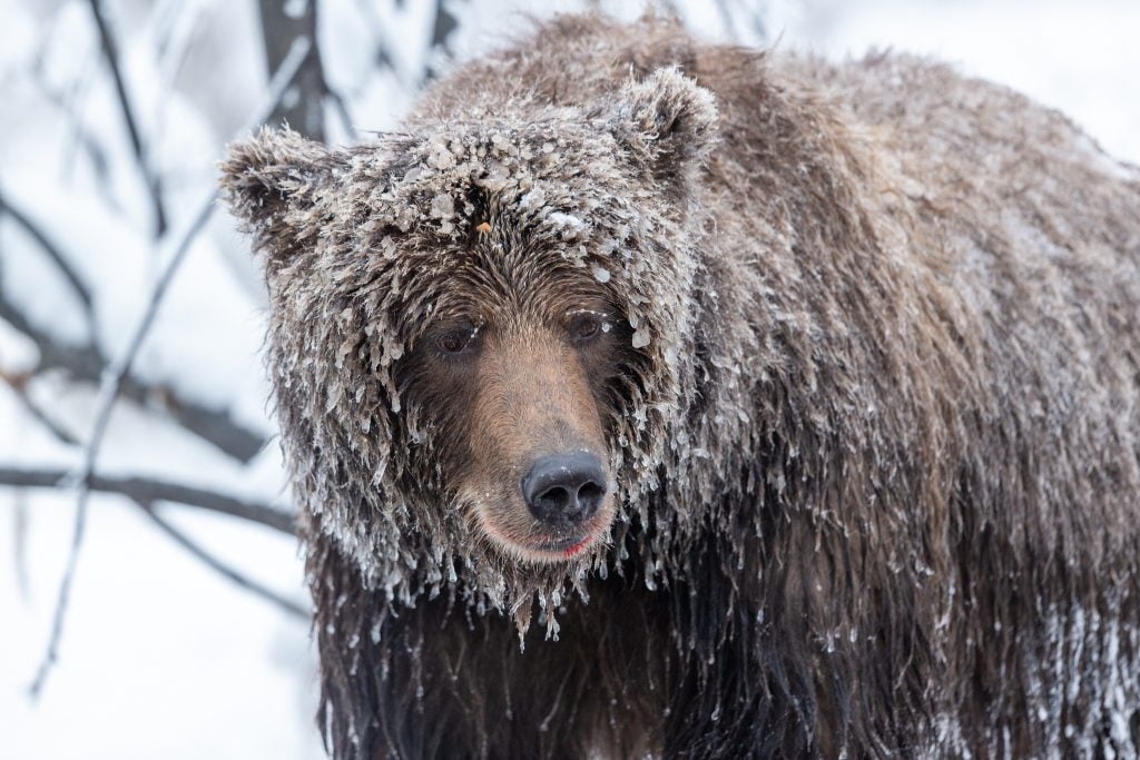 Photograph the Ice Grizzlies of the Yukon