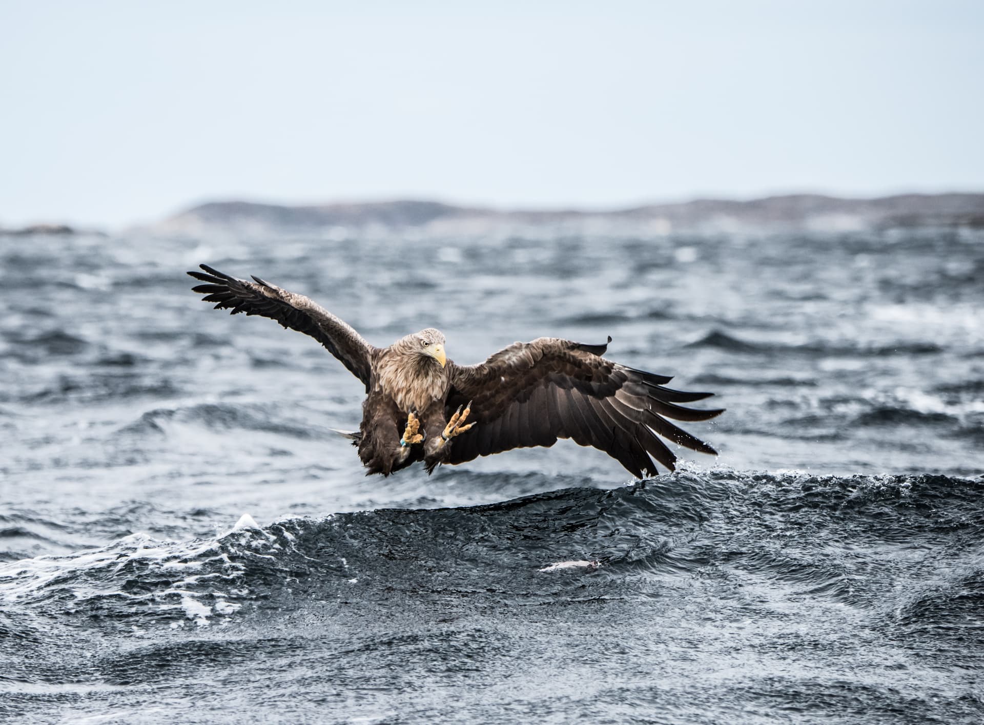 A White-tailed Eagle swoops over waves - one of the species photographed during the Winter Eagles of Norway photography holiday