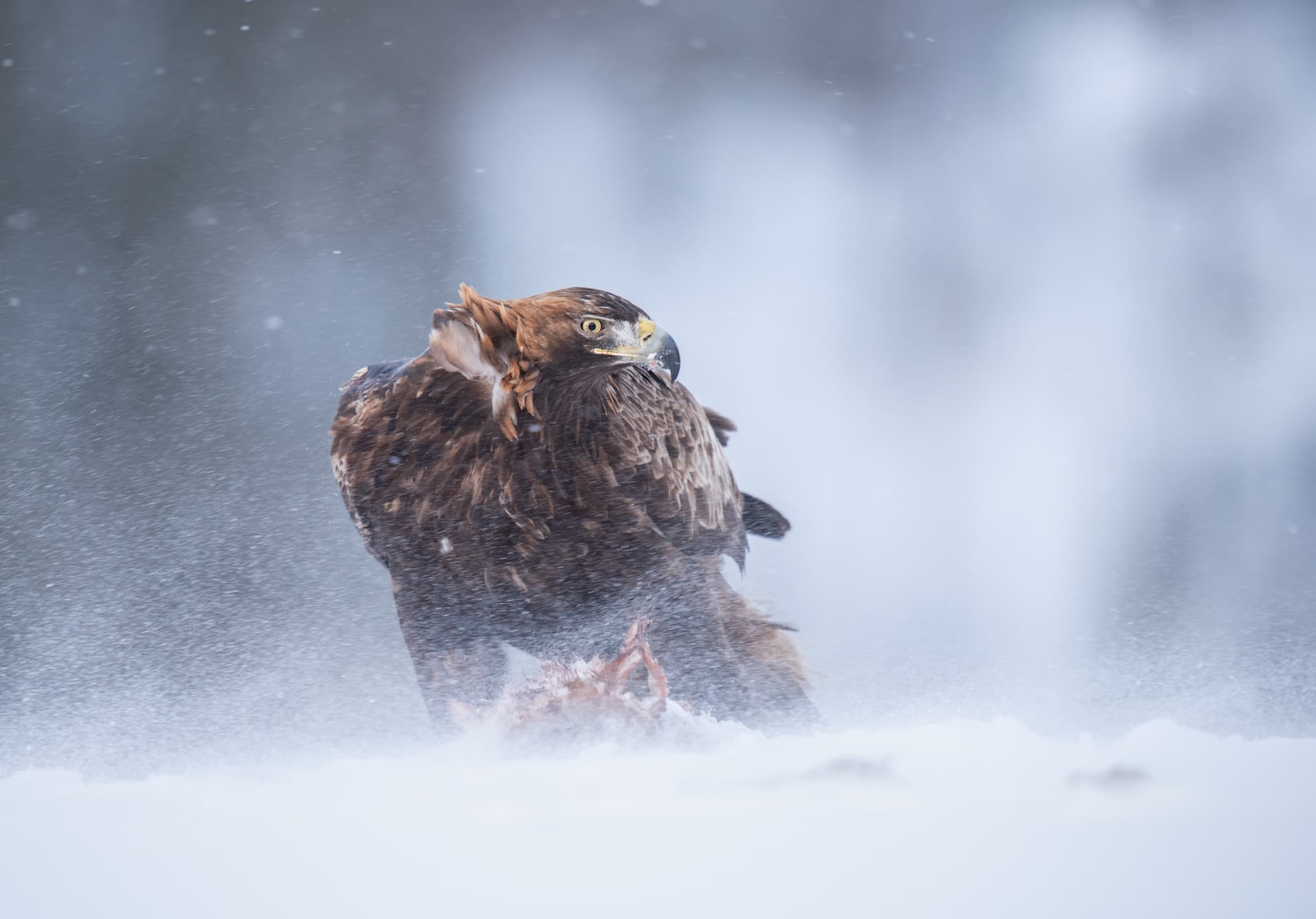 A lone Golden Eagle in the snow - one of the species photographed during the Winter Eagles of Norway photography holiday