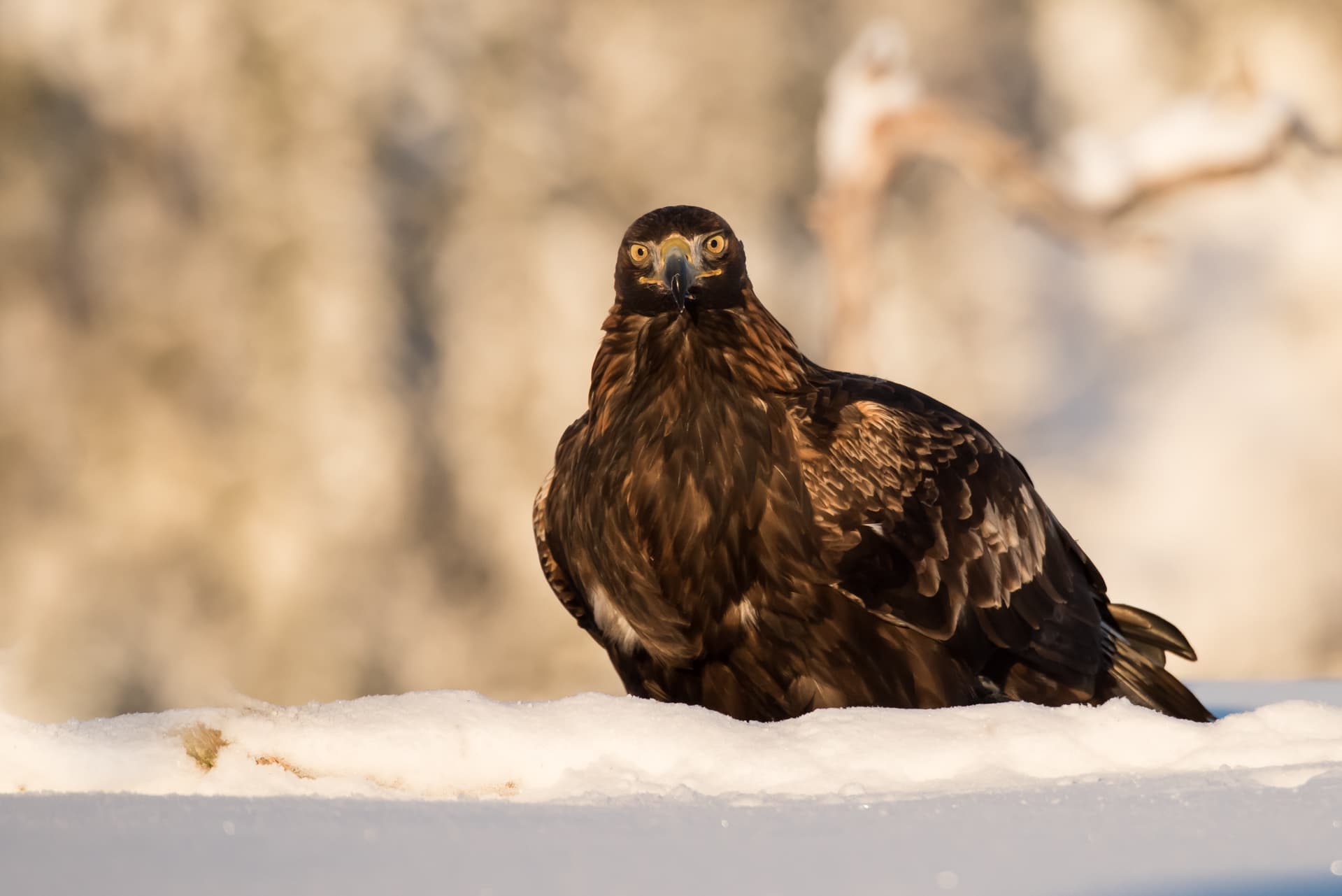 A lone Golden Eagle - one of the species photographed during the Winter Eagles of Norway photography holiday
