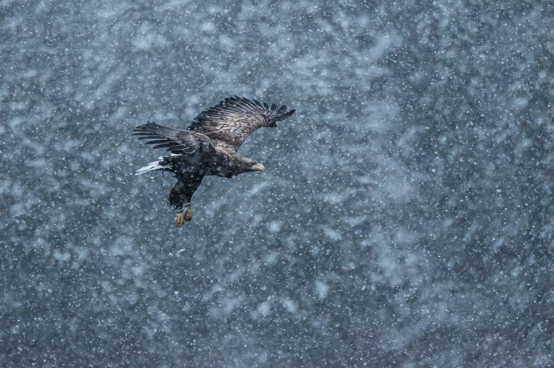 A lone White-tailed Eagle flying through the snow - one of the species photographed during the Winter Eagles of Norway photography holiday