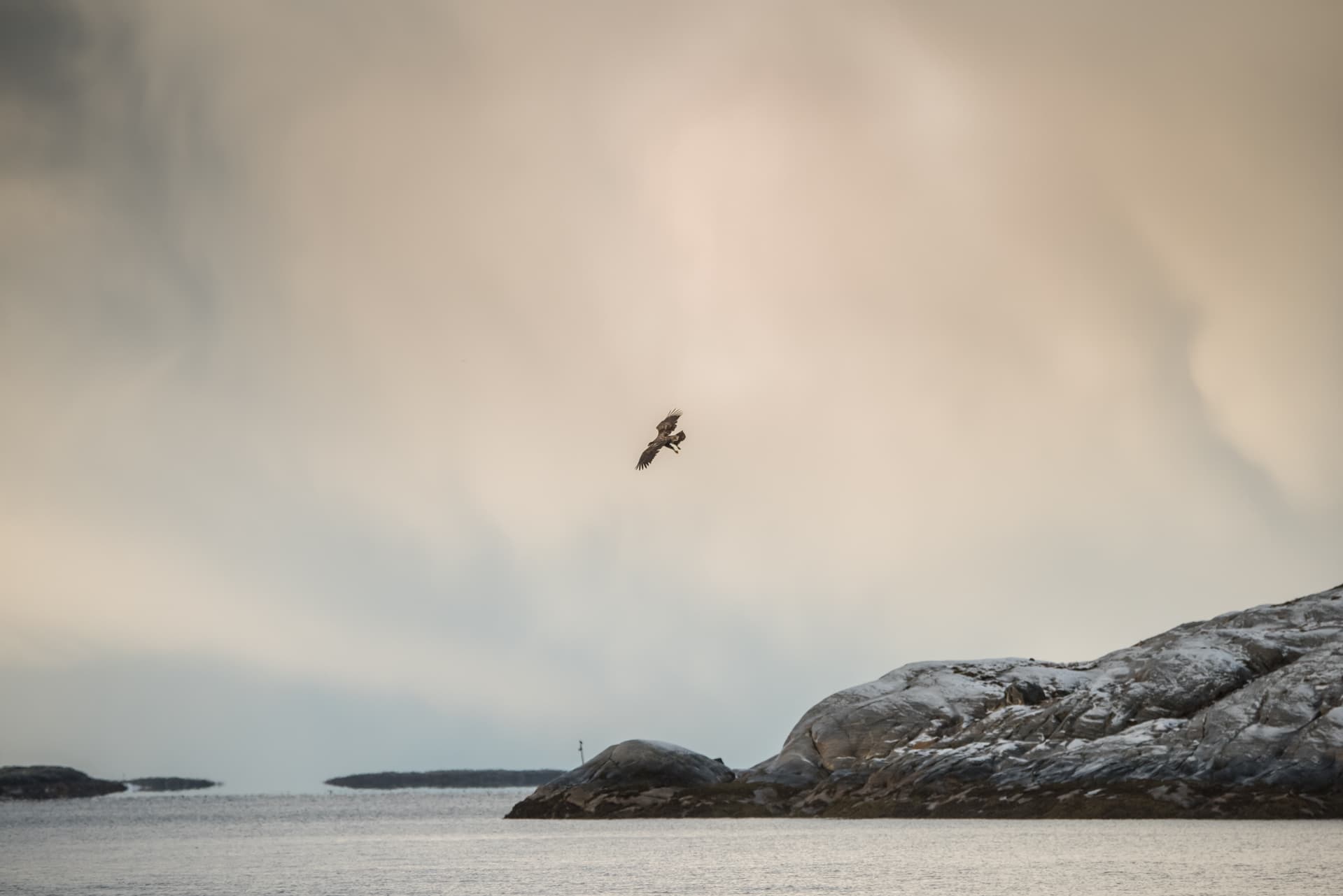 A lone White-tailed Eagle over the stark coastline of Flatanger - one of the species photographed during the Winter Eagles of Norway photography holiday