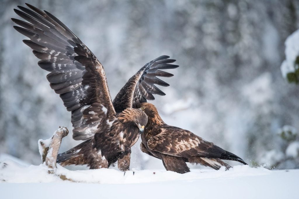 Photograph The Winter Eagles Of Norway