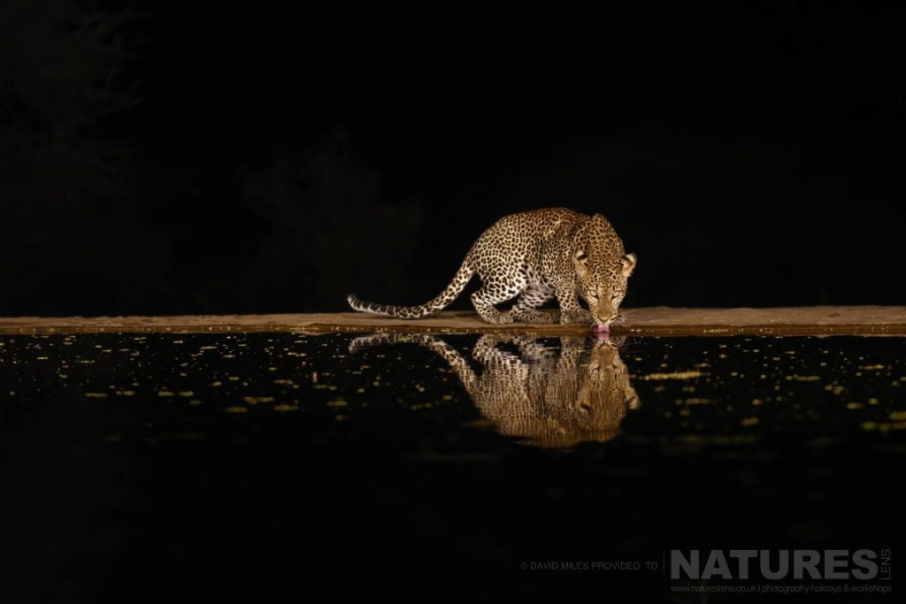 Photograph the African Wildlife by Night & Day at Lentorre Lodge