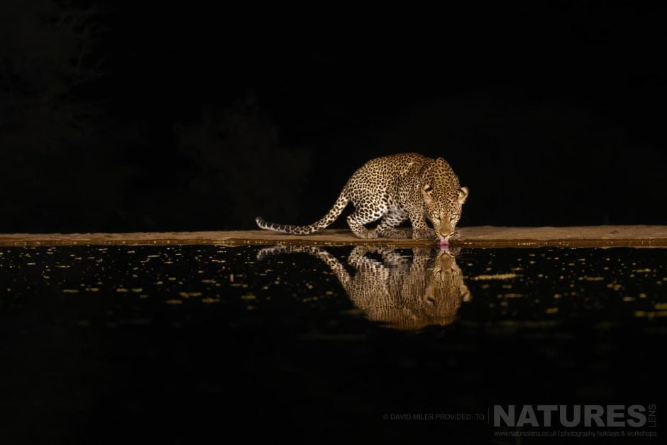 A stunning leopard drinks from a waterhole at night, during our nine-night African Wildlife by Night & Day photography holiday A Quartet Of Zebra Photographed At Night From The Hide At Lentorre Lodge A Location That Natureslens Have Been Visiting For A Number Of Years