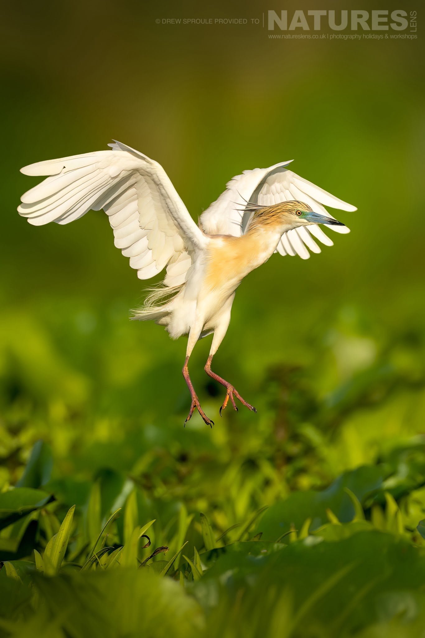A Beautiful Squacco Heron In Flight Typical Of The Kind Of Image You Will Capture During The Birdlife Of The Danube Delta Photography Trip