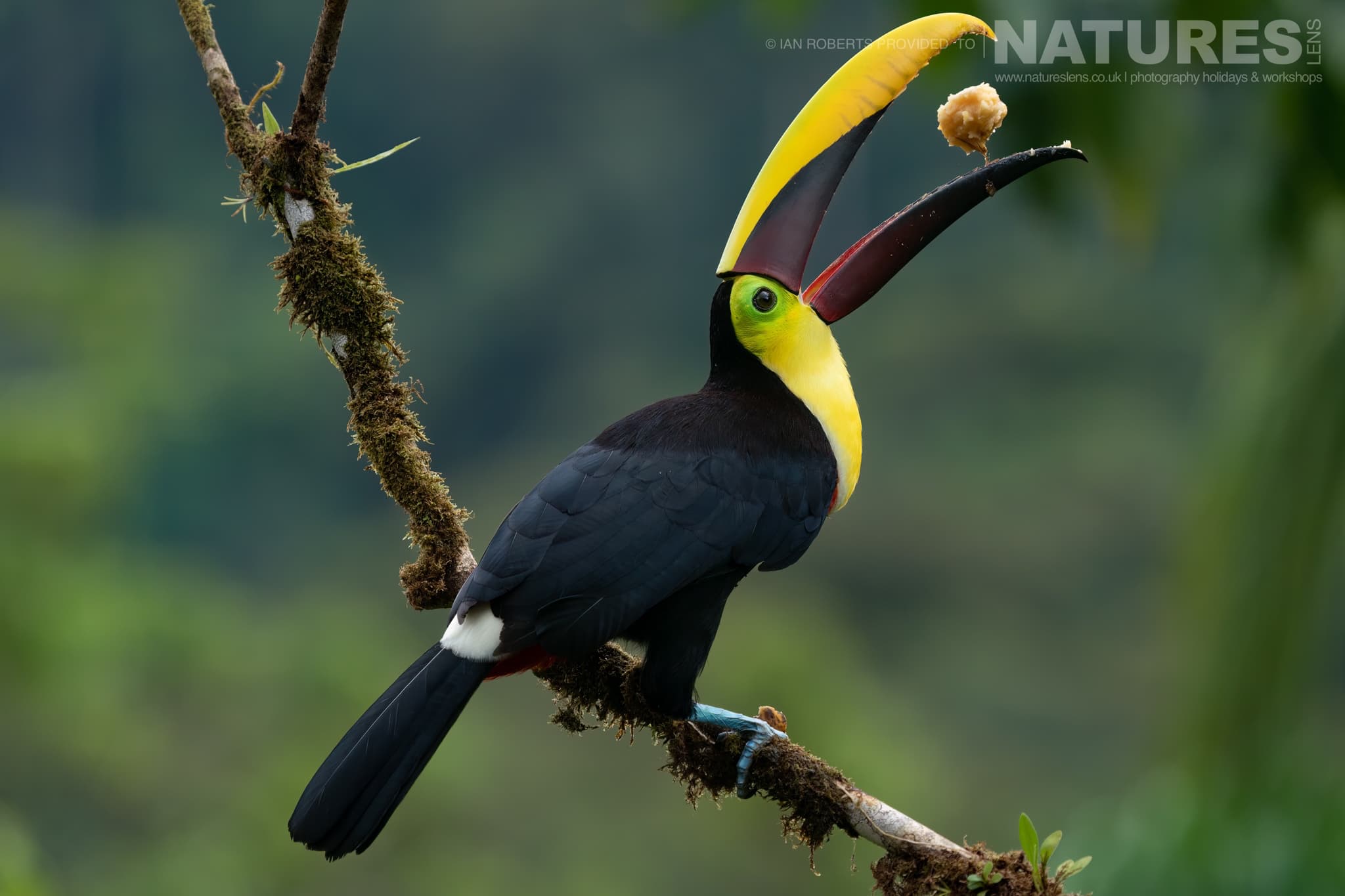A Chestnut Mandibled Toucan One Of The Toucans In Costa Rica