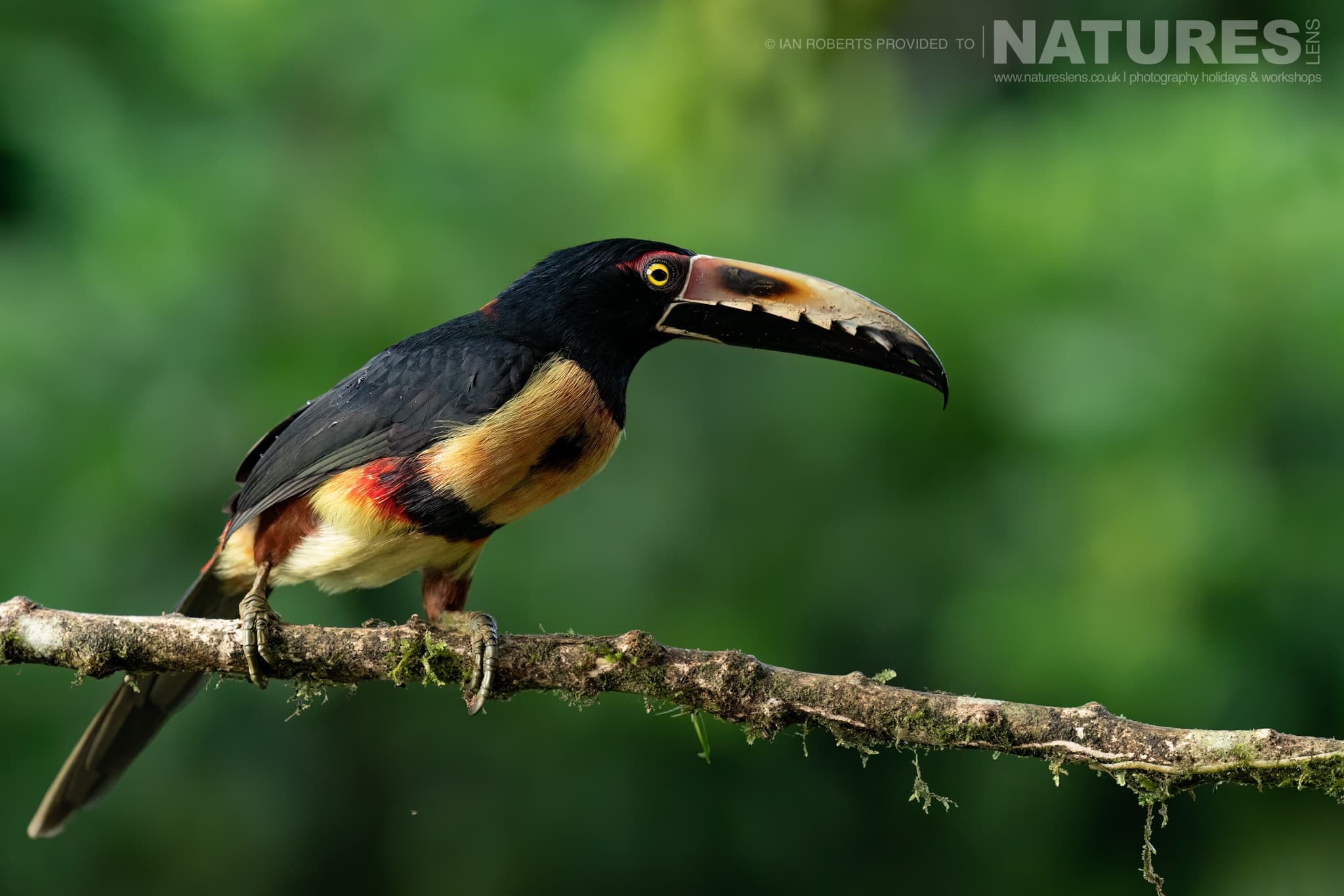 A Collared Aracari One Of The Toucans Found In Costa Rica'S Rainforests