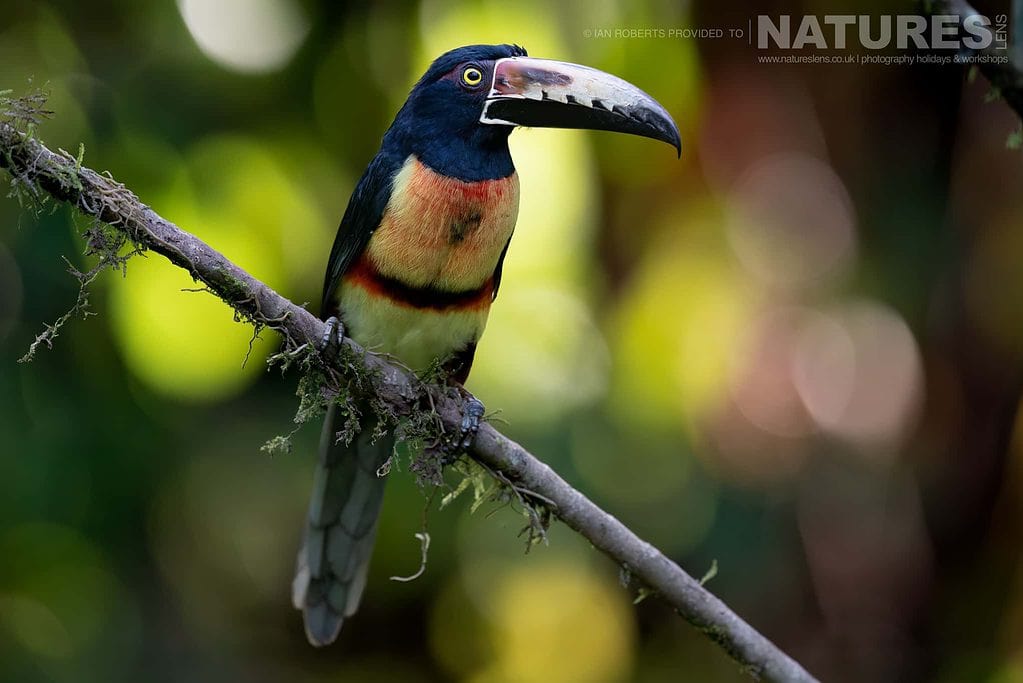 A Collared Aracari One Of The Toucans In Costa Rica Collared Aracari Perched Against A Soft Rainforest Background In Costa Rica