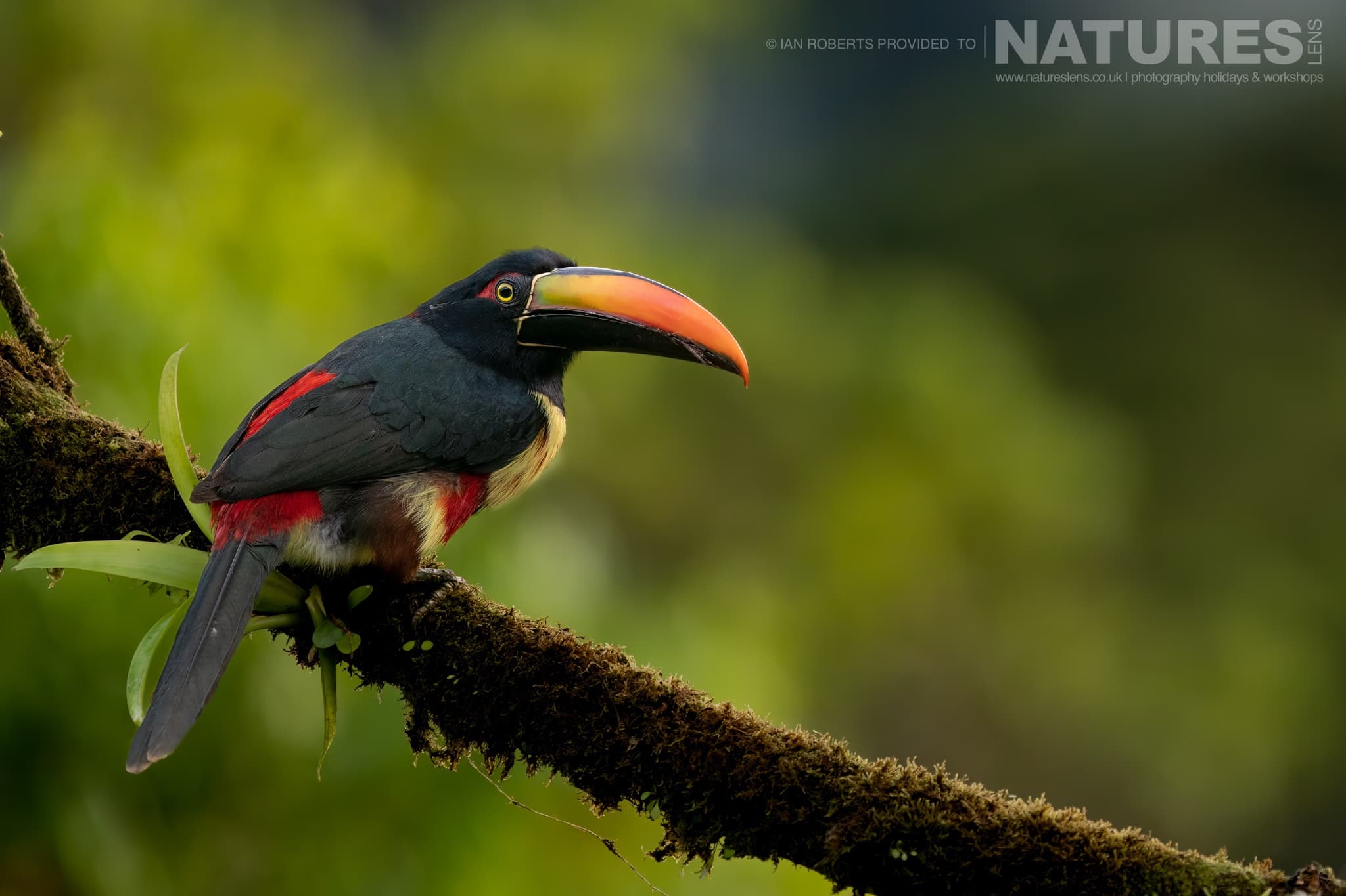 A Fiery Billed Aracari One Of The Toucans In Costa Rica'S Rainforests