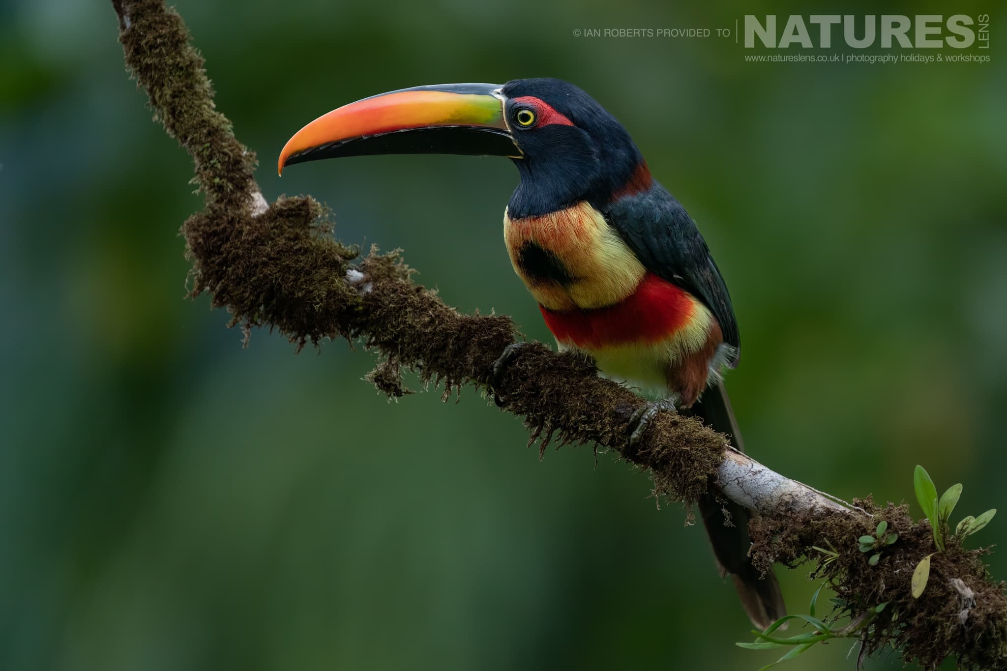 A Fiery Billed Aracari One Of The Toucans In Costa Rica