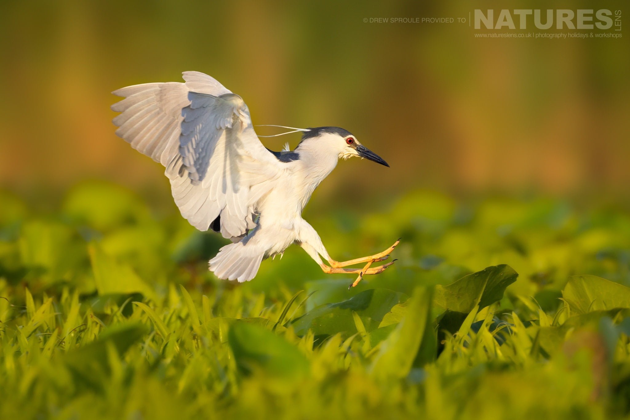 A Gorgeous Night Heron Comes In For A Landing Typical Of The Kind Of Image You Will Capture During The Birdlife Of The Danube Delta Photography Trip