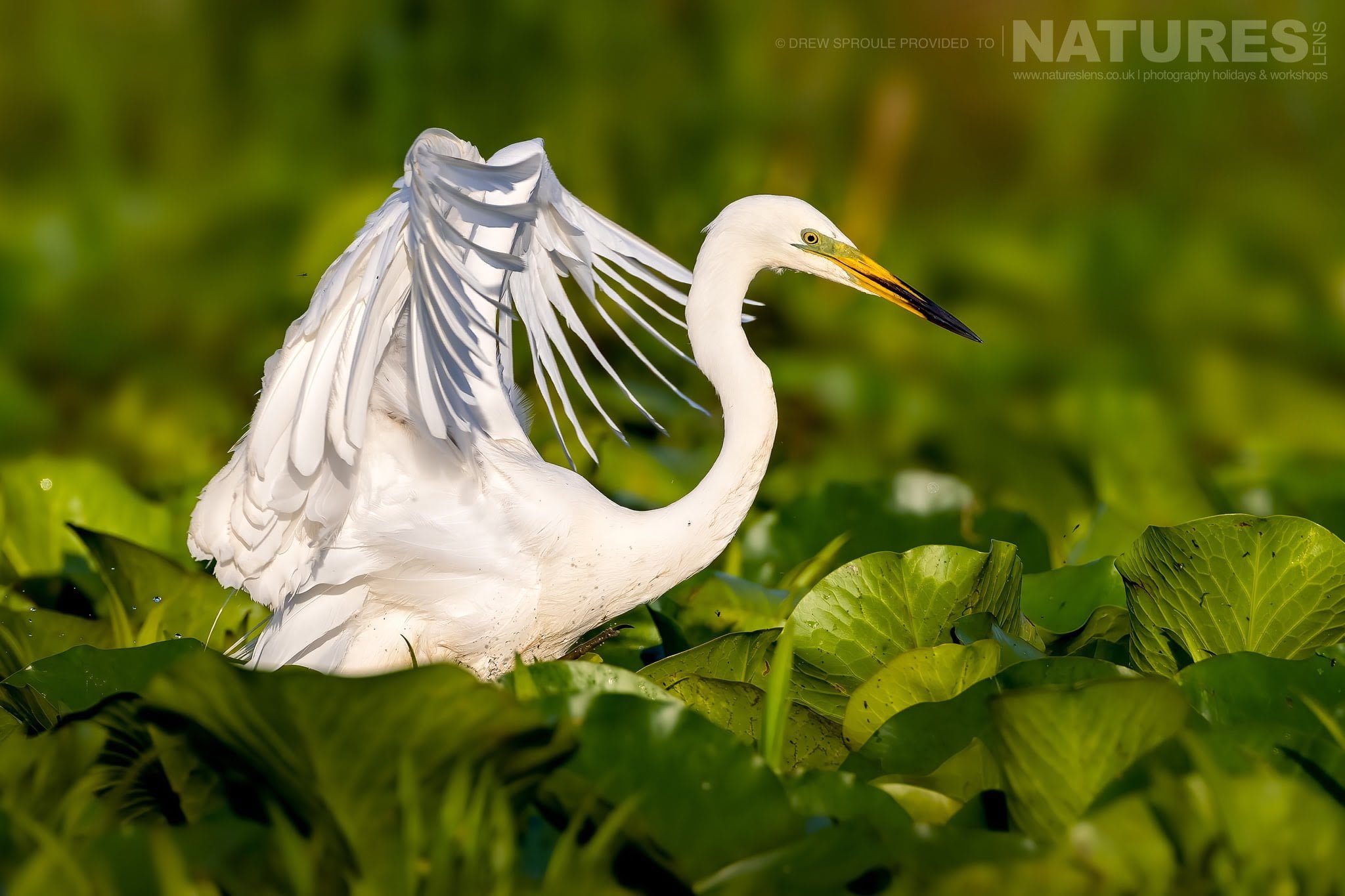 A Great White Egret Fishing Typical Of The Kind Of Image You Will Capture During The Birdlife Of The Danube Delta Photography Trip