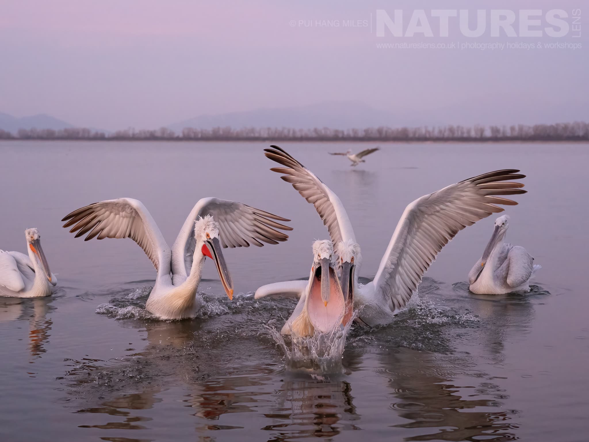 A Group Of The Pelicans Of Lake Kerkini At One Of The Shoreline Feeds Photographed During A Natureslens Pelicans Of Lake Kerkini Photography Holiday