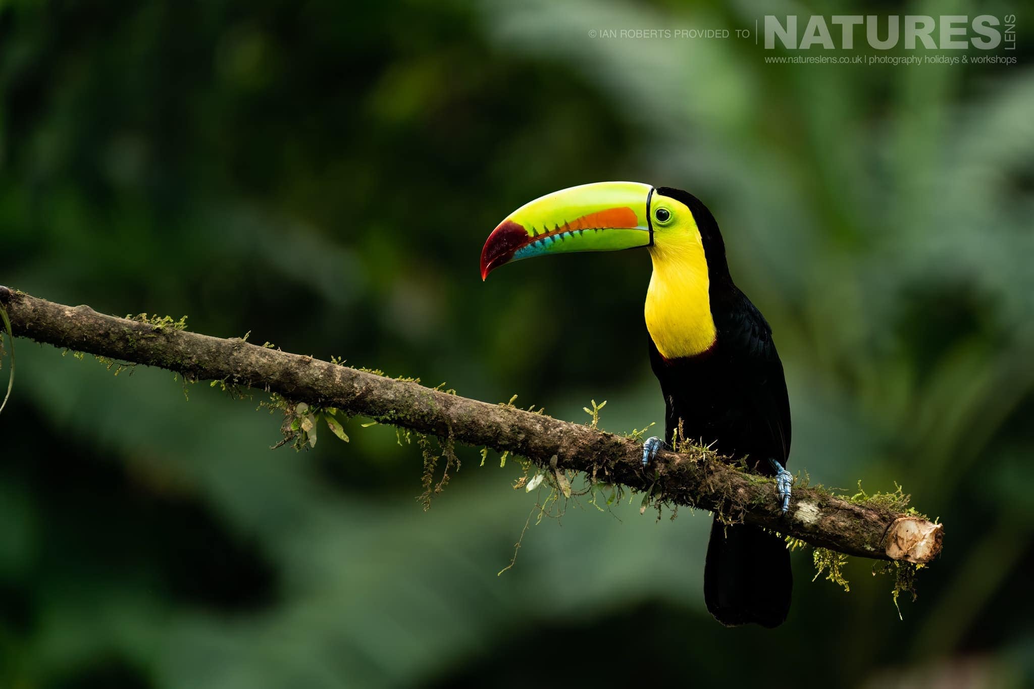 A Keel Billed Toucan One Of The Toucans In Costa Rica'S Rainforests