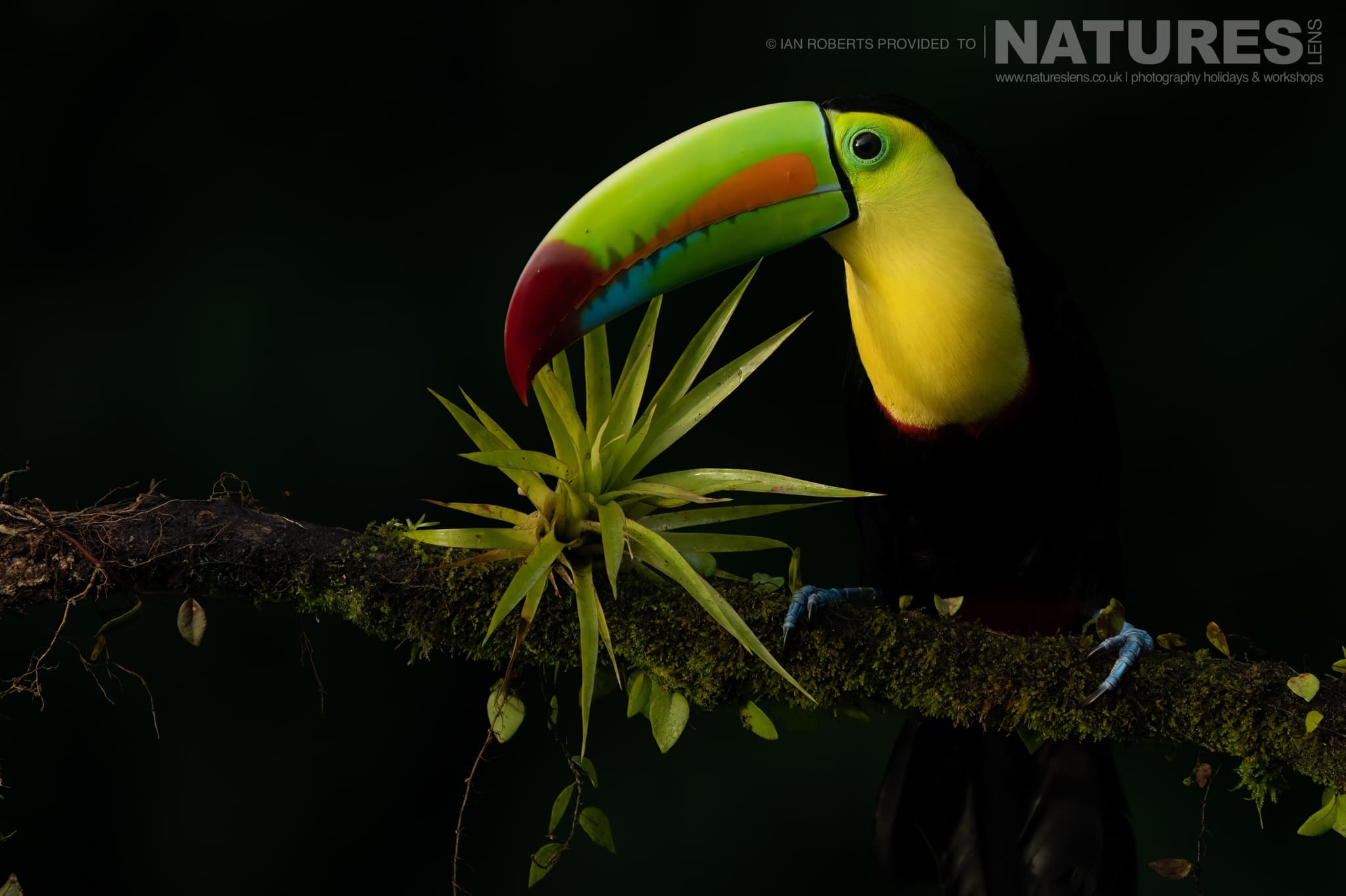 A Keel Billed Toucan One Of The Toucans In Costa Rica