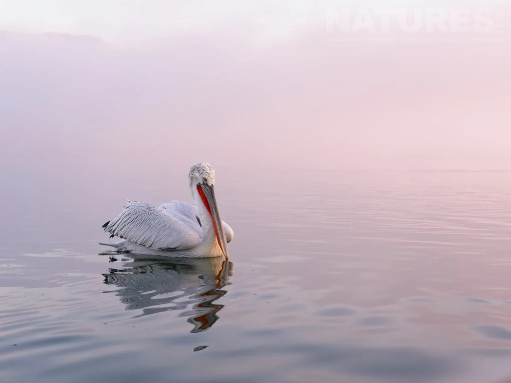 A Lone Pelican Of Lake Kerkini Drift Alongisde The Boat On The Waters Of The Lake Photographed During A Natureslens Pelicans Of Lake Kerkini Photography Holiday A Lone Dalmatian Pelican Drifting Alongside The Boat On Lake Kerkini