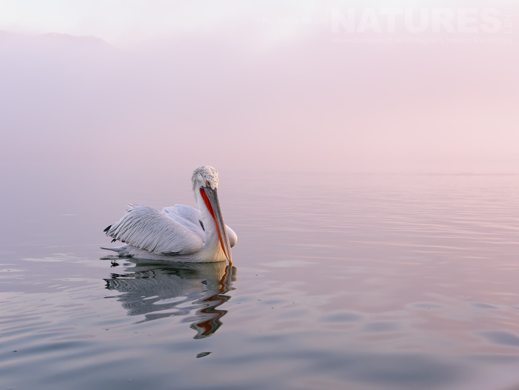 A Lone Pelican Of Lake Kerkini Drift Alongisde The Boat On The Waters Of The Lake Photographed During A Natureslens Pelicans Of Lake Kerkini Photography Holiday