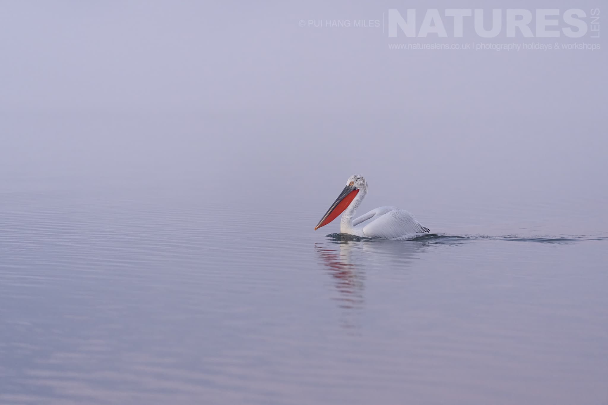 A Lone Pelican Of Lake Kerkini Drifting On Serene Waters Photographed During A Natureslens Pelicans Of Lake Kerkini Photography Holiday