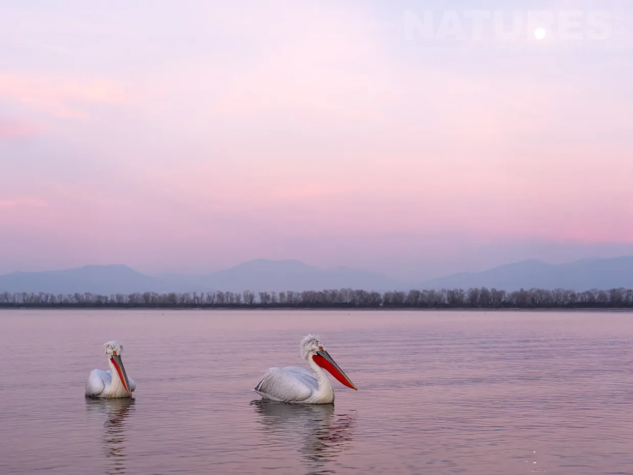 A Pair Of The Pelicans Of Lake Kerkini Under The Just Risen Moon Photographed During A Natureslens Pelicans Of Lake Kerkini Photography Holiday