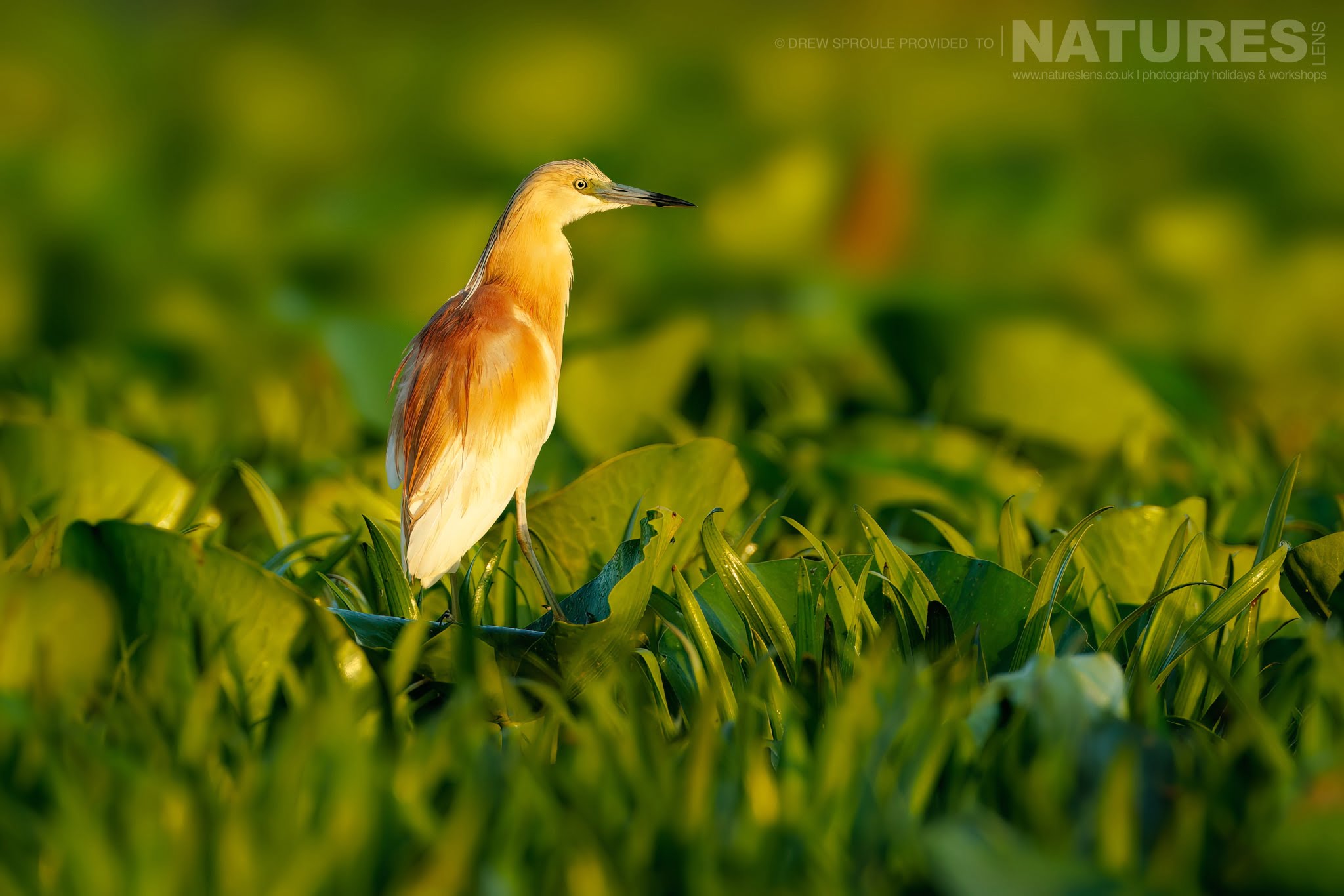 A Peaceful Portrait Of A Squacco Heron Typical Of The Kind Of Image You Will Capture During The Birdlife Of The Danube Delta Photography Trip