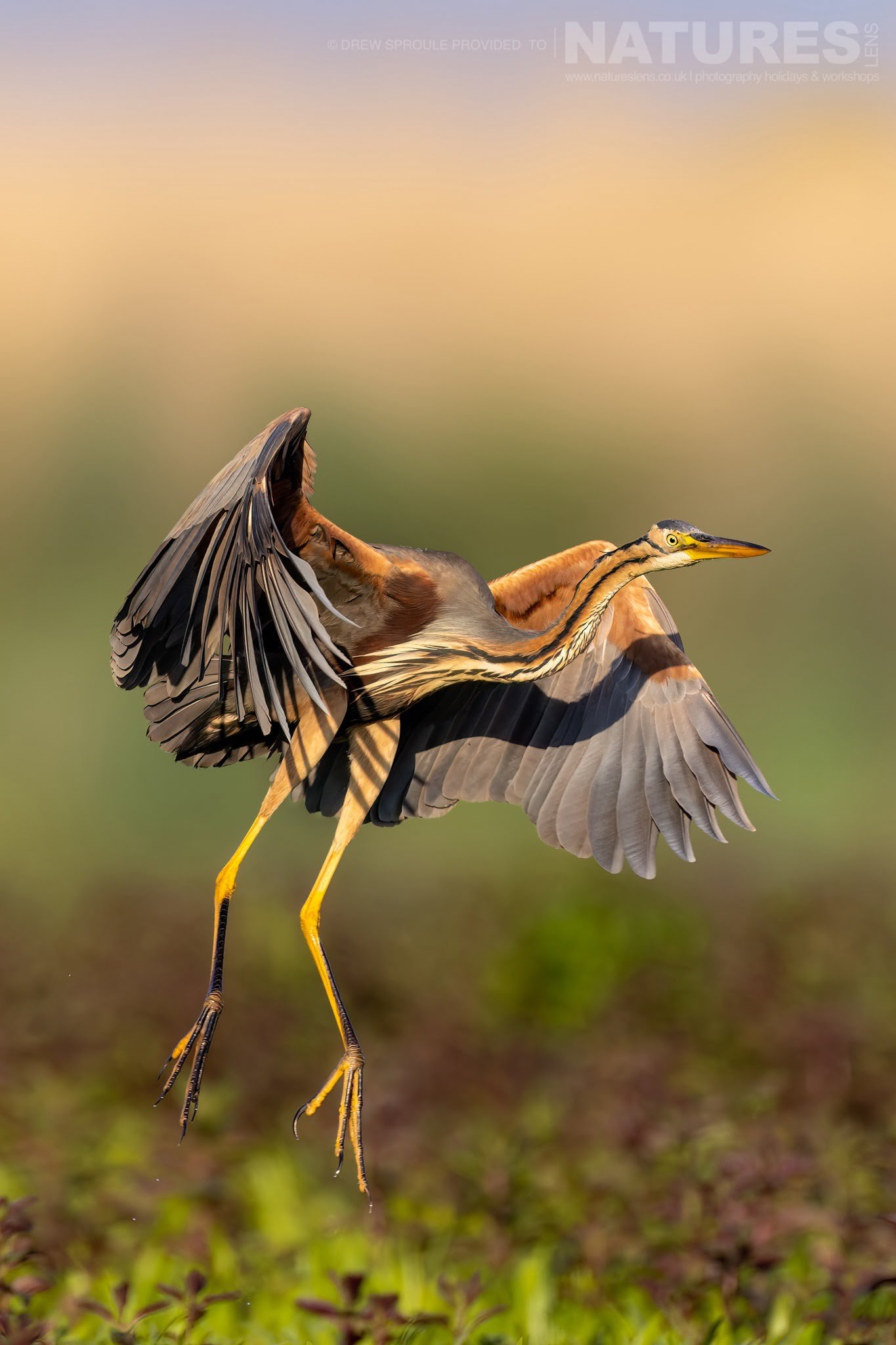 A Purple Heron Comes In For A Landing Typical Of The Kind Of Image You Will Capture During The Birdlife Of The Danube Delta Photography Trip