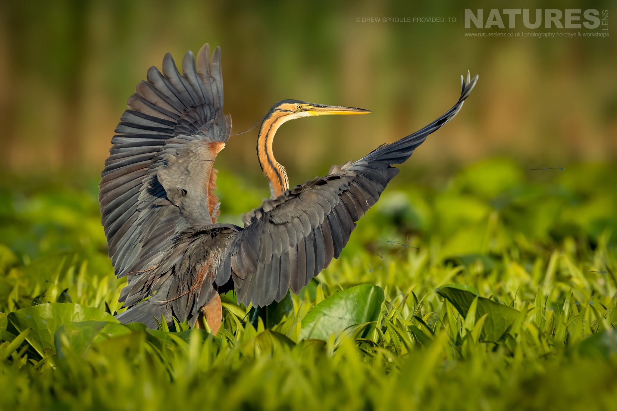 A Purple Heron Having Just Landed Typical Of The Kind Of Image You Will Capture During The Birdlife Of The Danube Delta Photography Trip