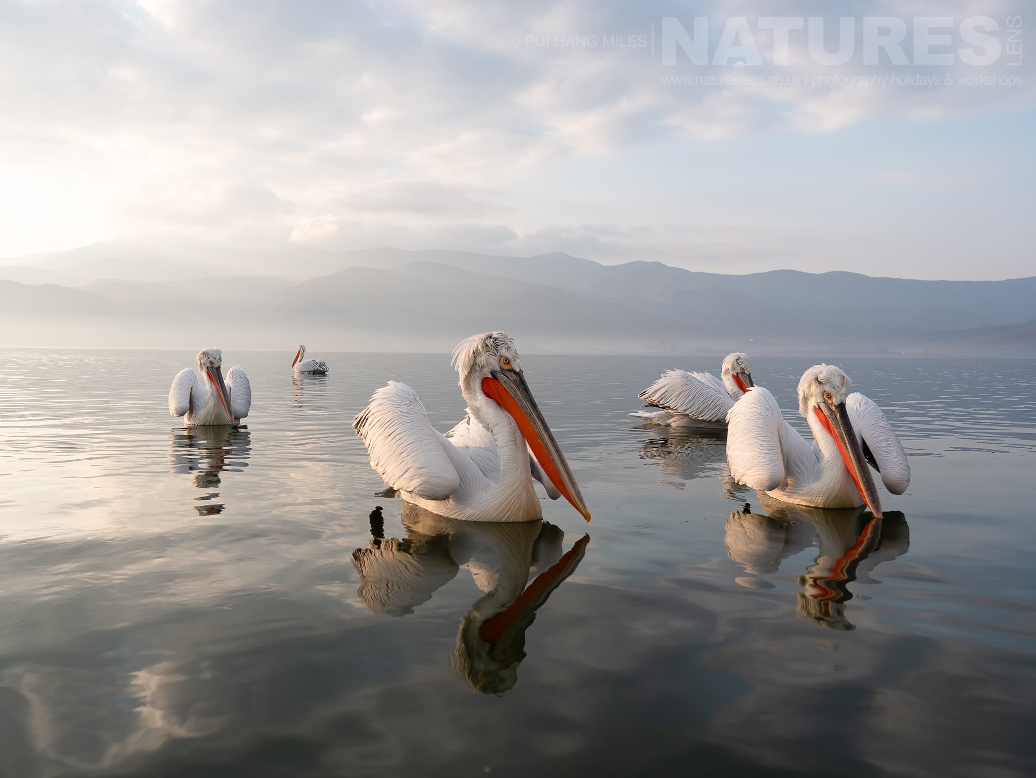 A Quintet Of The Pelicans Of Lake Kerkini Photographed During A Natureslens Pelicans Of Lake Kerkini Photography Holiday
