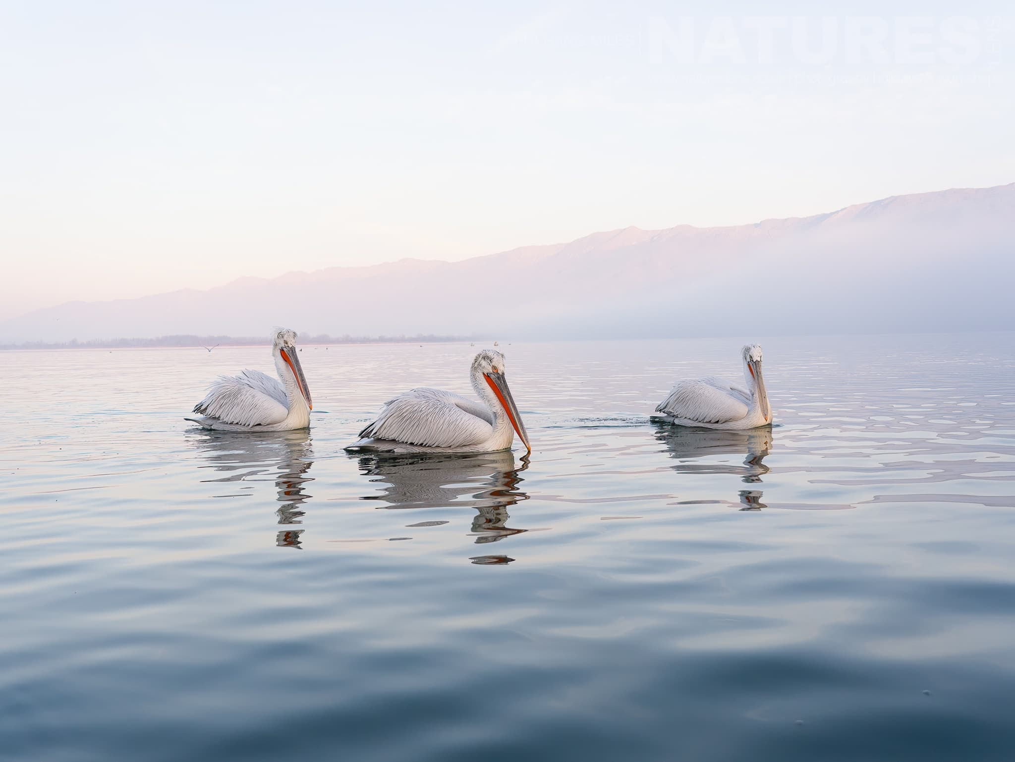 A Trio Of The Pelicans Of Lake Kerkini Drift Alongisde The Boat On The Waters Of The Lake Photographed During A Natureslens Pelicans Of Lake Kerkini Photography Holiday