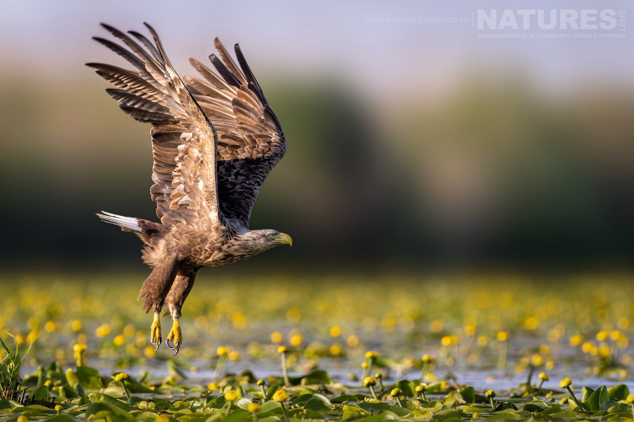 A White Tailed Eagle Takes Flight Typical Of The Kind Of Image You Will Capture During The Birdlife Of The Danube Delta Photography Trip