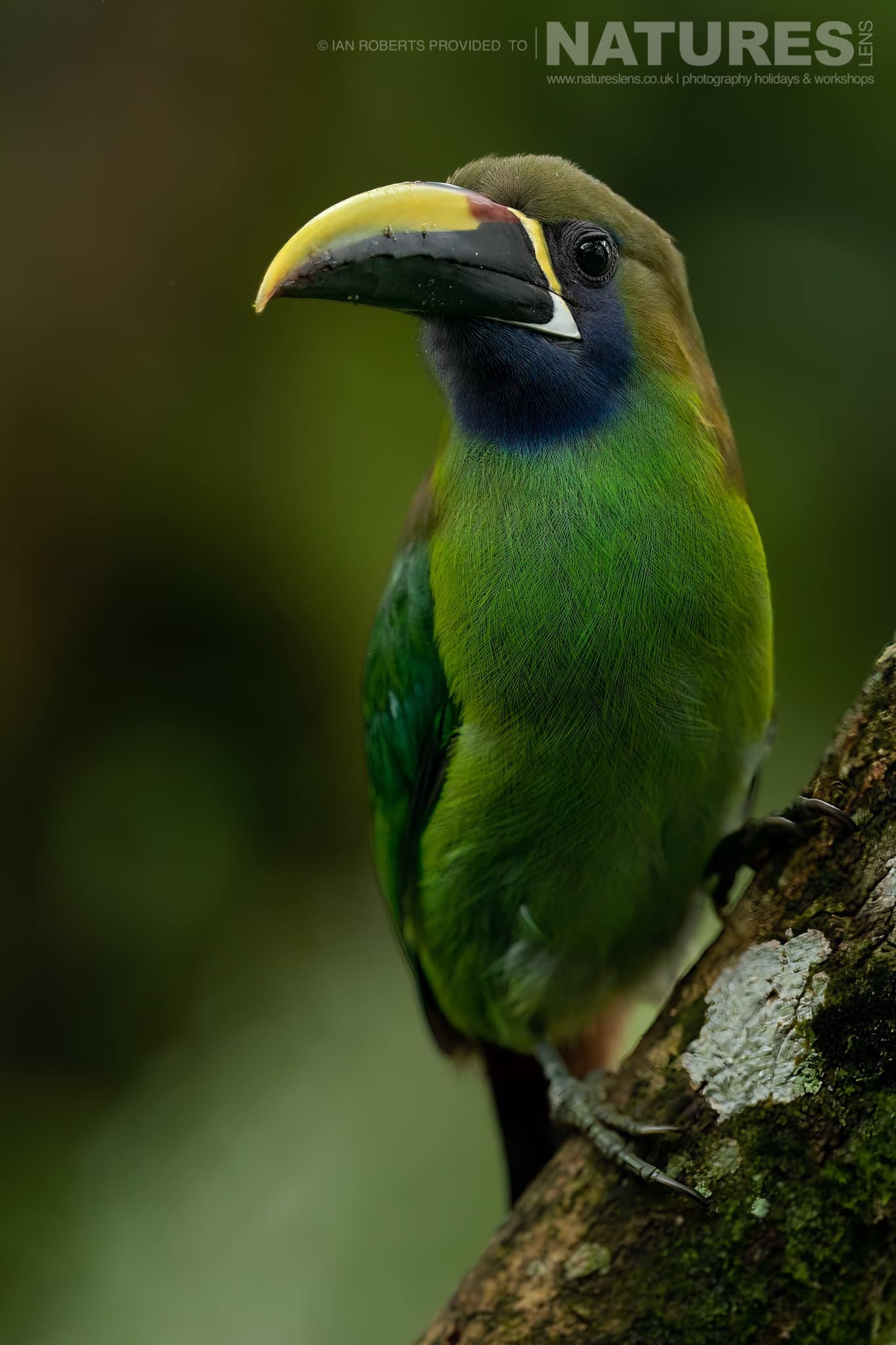 An Emerald Toucanet One Of The Toucans In Costa Rica
