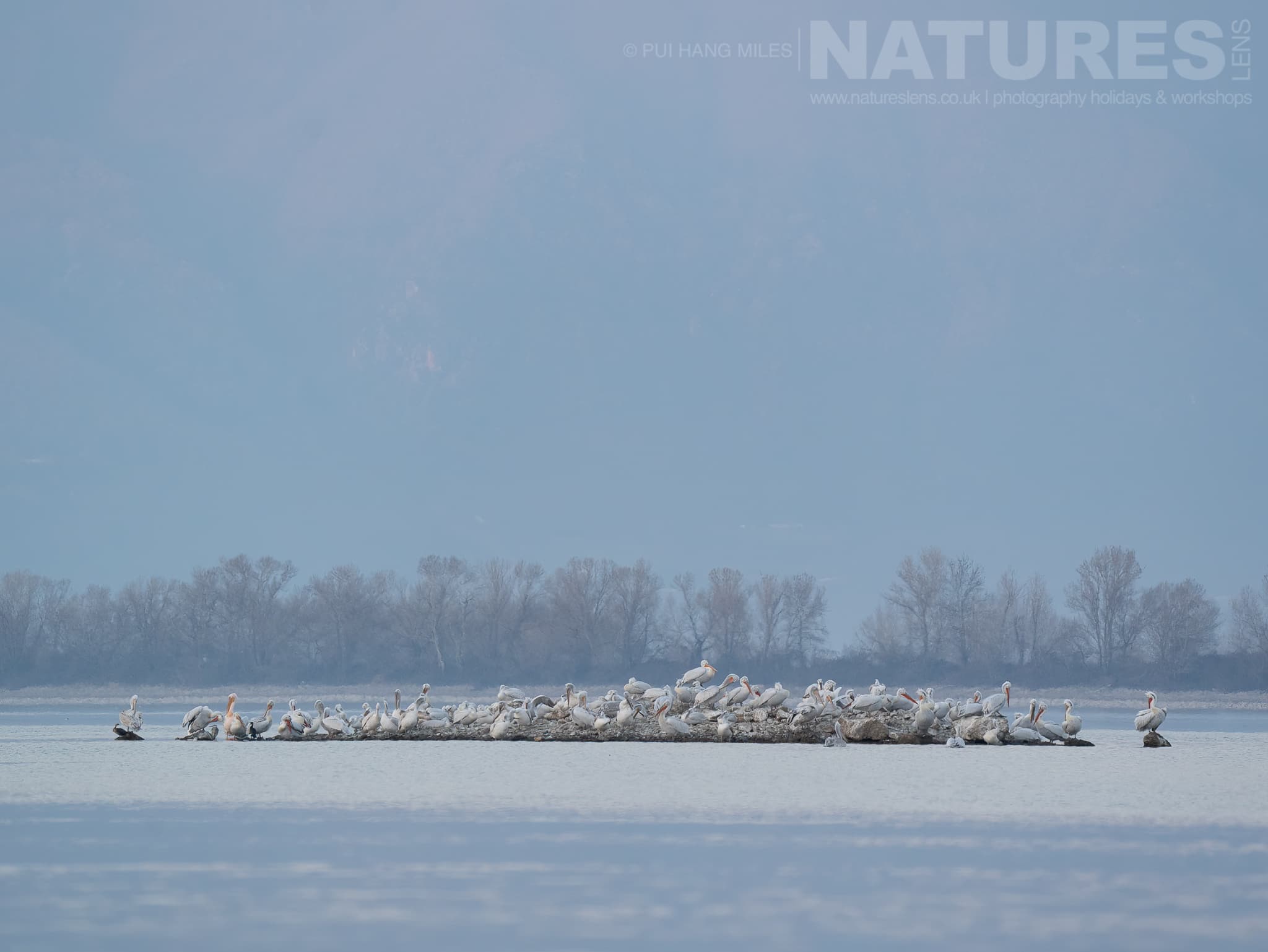 One Of The Nesting Sites Of The Pelicans Of Lake Kerkini Photographed During A Natureslens Pelicans Of Lake Kerkini Photography Holiday