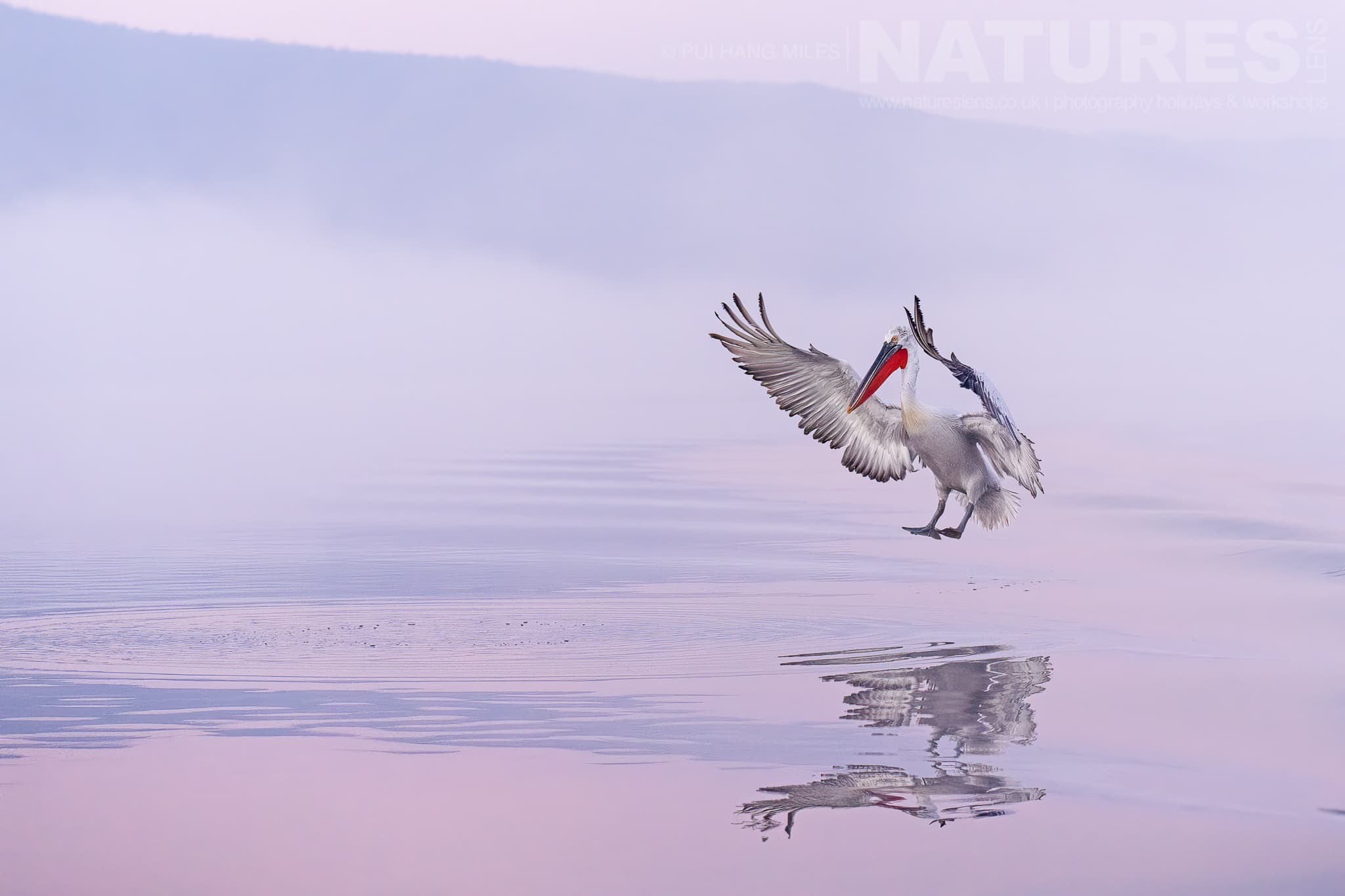 One Of The Pelicans Of Lake Kerkini Comes In To Land On The Waters Of The Lake Photographed During A Natureslens Pelicans Of Lake Kerkini Photography Holiday