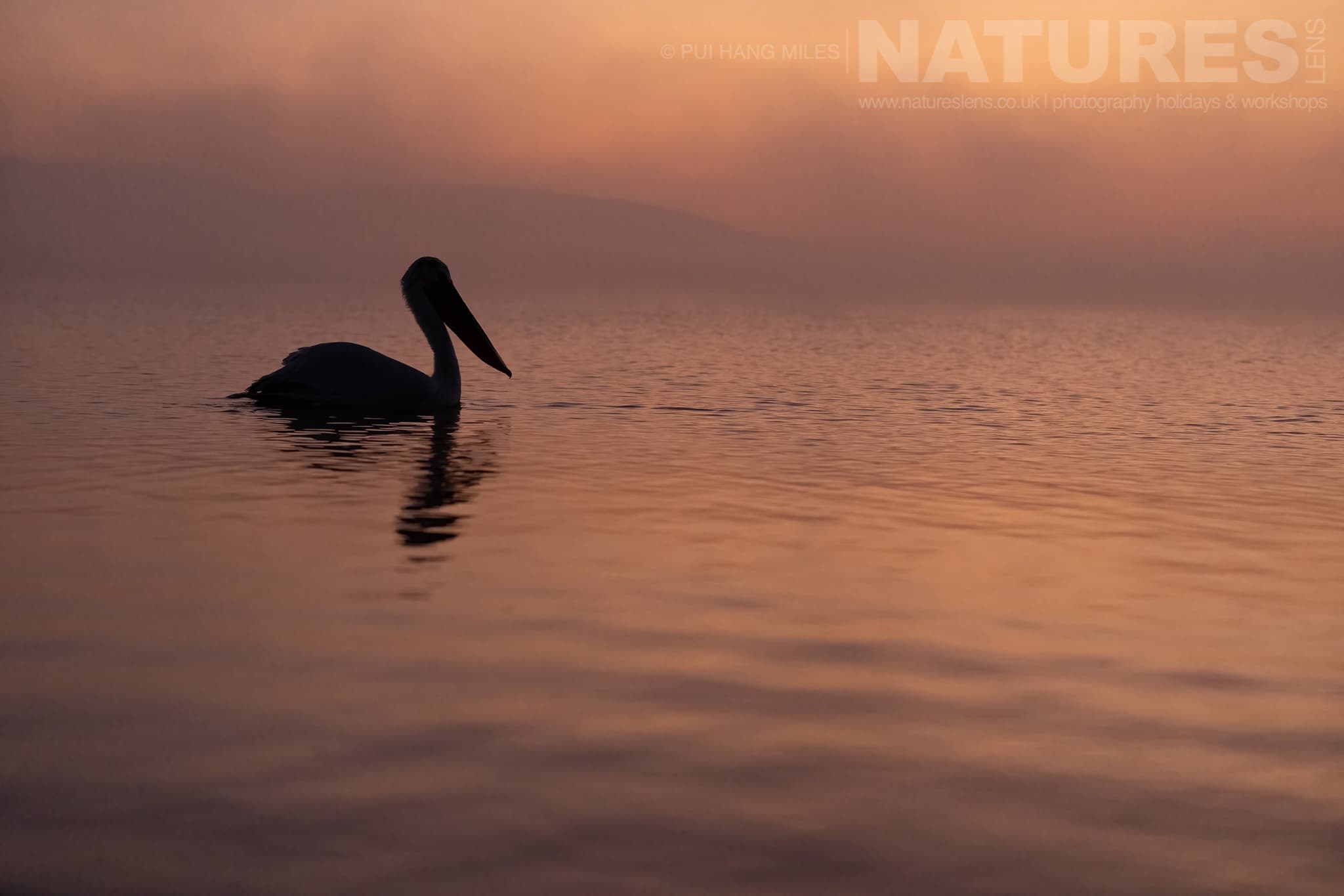 One Of The Pelicans Of Lake Kerkini Drifts At Sunrise Photographed During A Natureslens Pelicans Of Lake Kerkini Photography Holiday